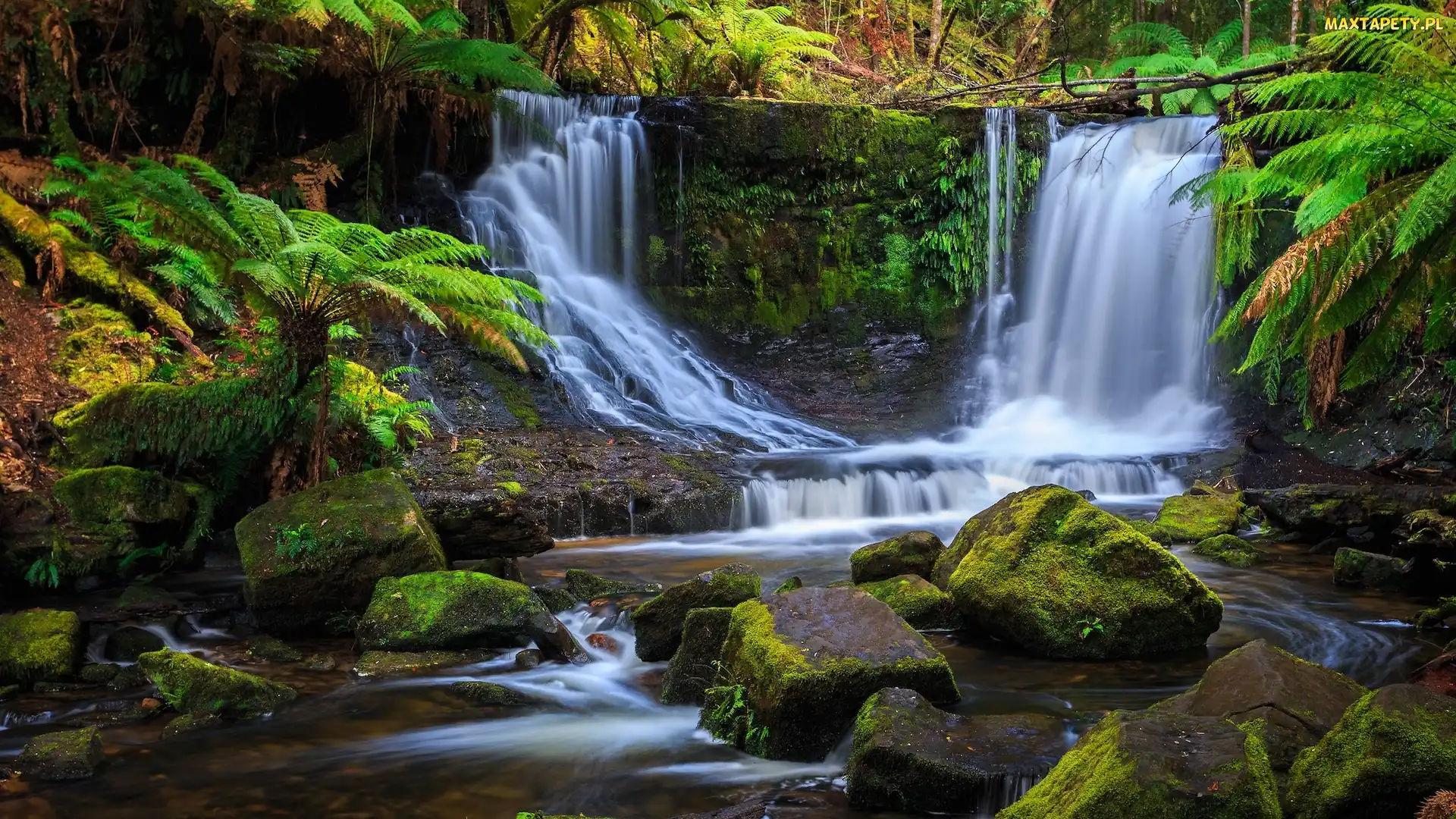Horseshoe Falls, Paprocie, Wodospad, Kamienie, Tasmania, Skały, Australia, Park Narodowy Mount Field