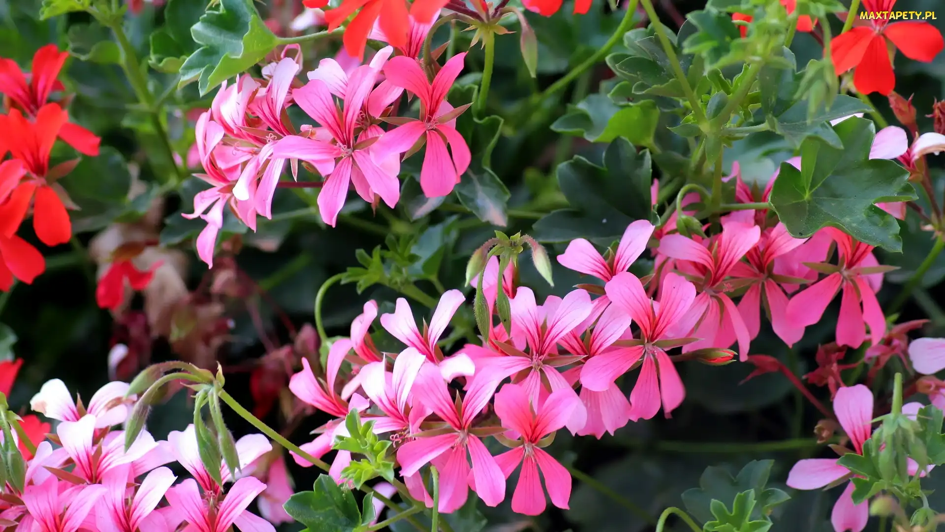 Pelargonia, Kwiaty, Różowe, Czerwone