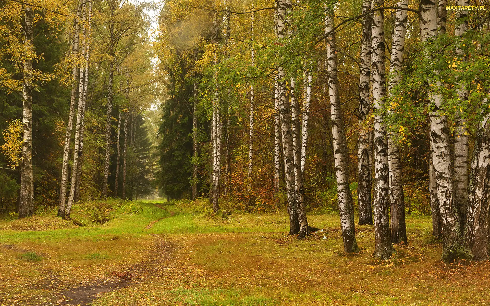Drzewa, Jesień, Ścieżka, Brzozy, Las