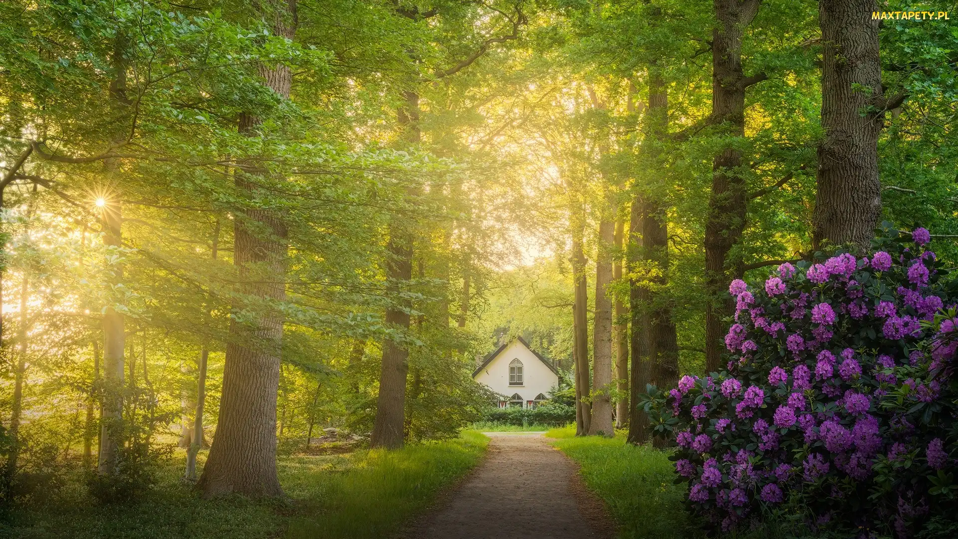 Rododendron, Krzew, Droga, Promienie słońca, Drzewa, Dom