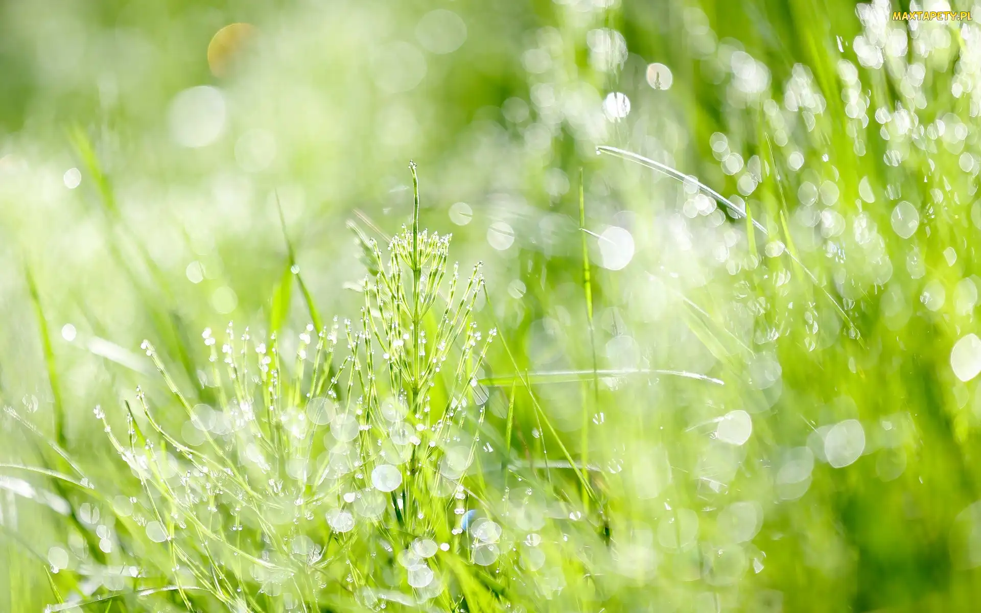 Rośliny, Bokeh, Zielone