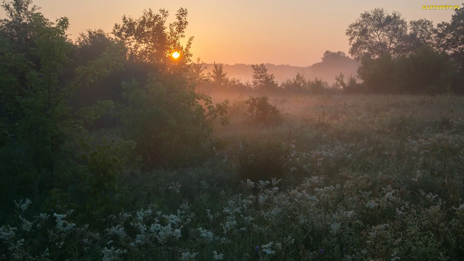 Wschód słońca, Mgła, Drzewa, Łąka, Kwiaty, Trawa