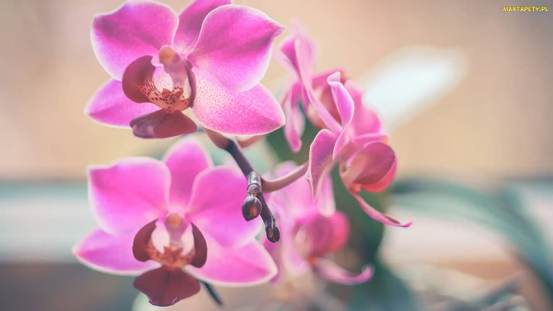 Storczyk, Orchidea, Kwiaty, Różowa
