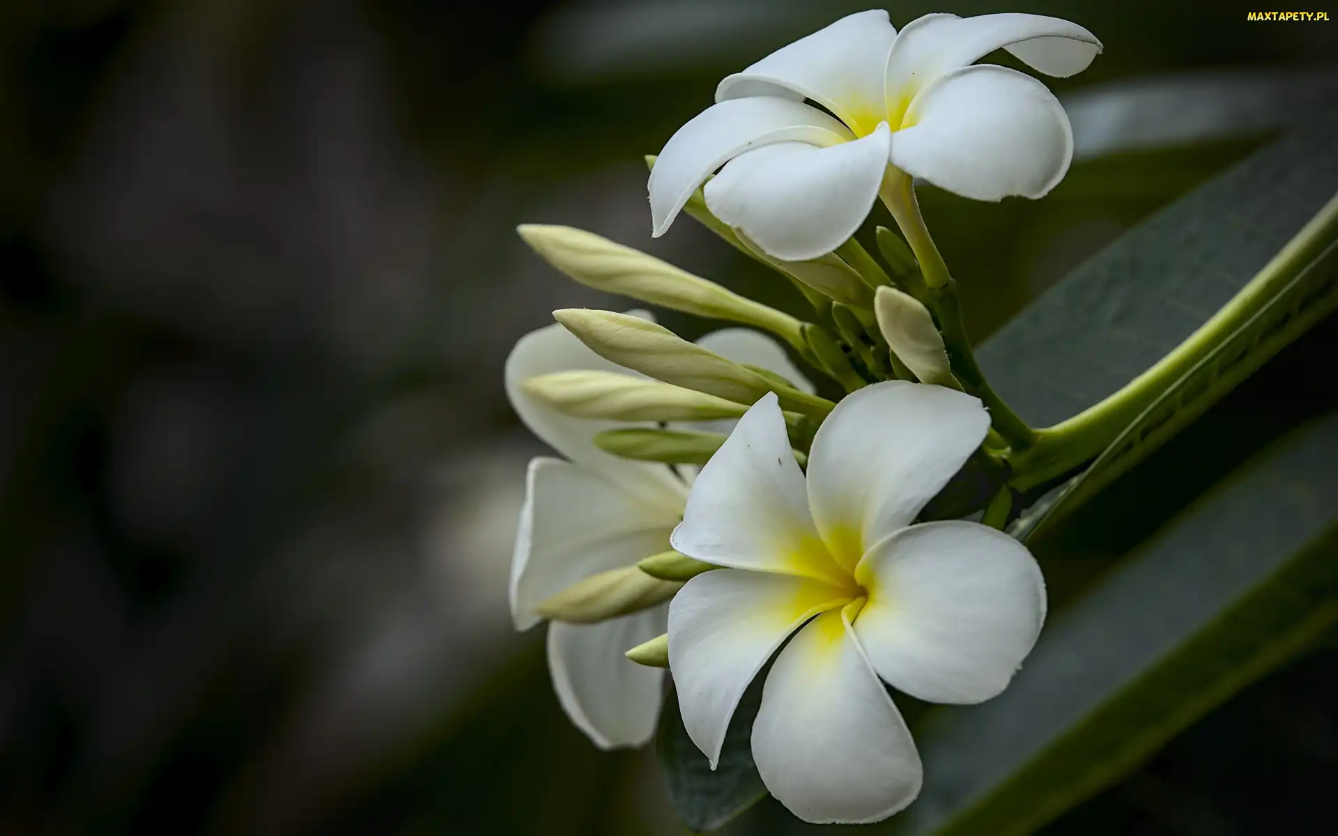 Kwiaty, Liście, Pąki, Łodyga, Plumeria