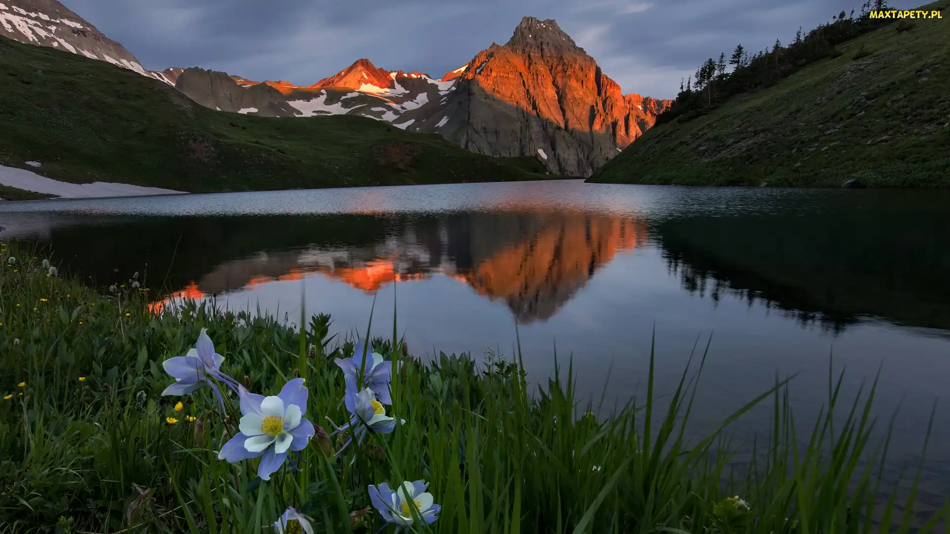 Stany Zjednoczone, Orlik niebieski, Kwiaty, Stan Kolorado, Góra Sneffels, San Juan Mountains, Jezioro, Blue Lake, Góry, Łąka