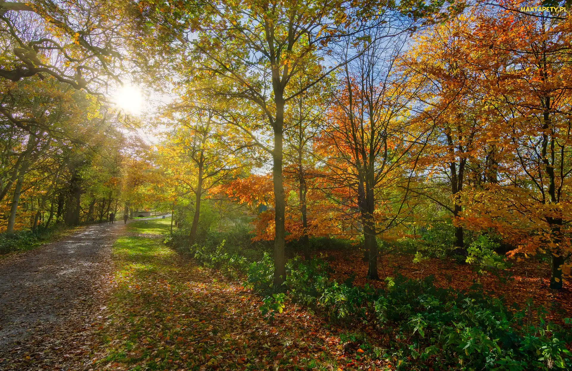 Słońce, Drzewa, Jesień, Park, Alejka, Kolorowe