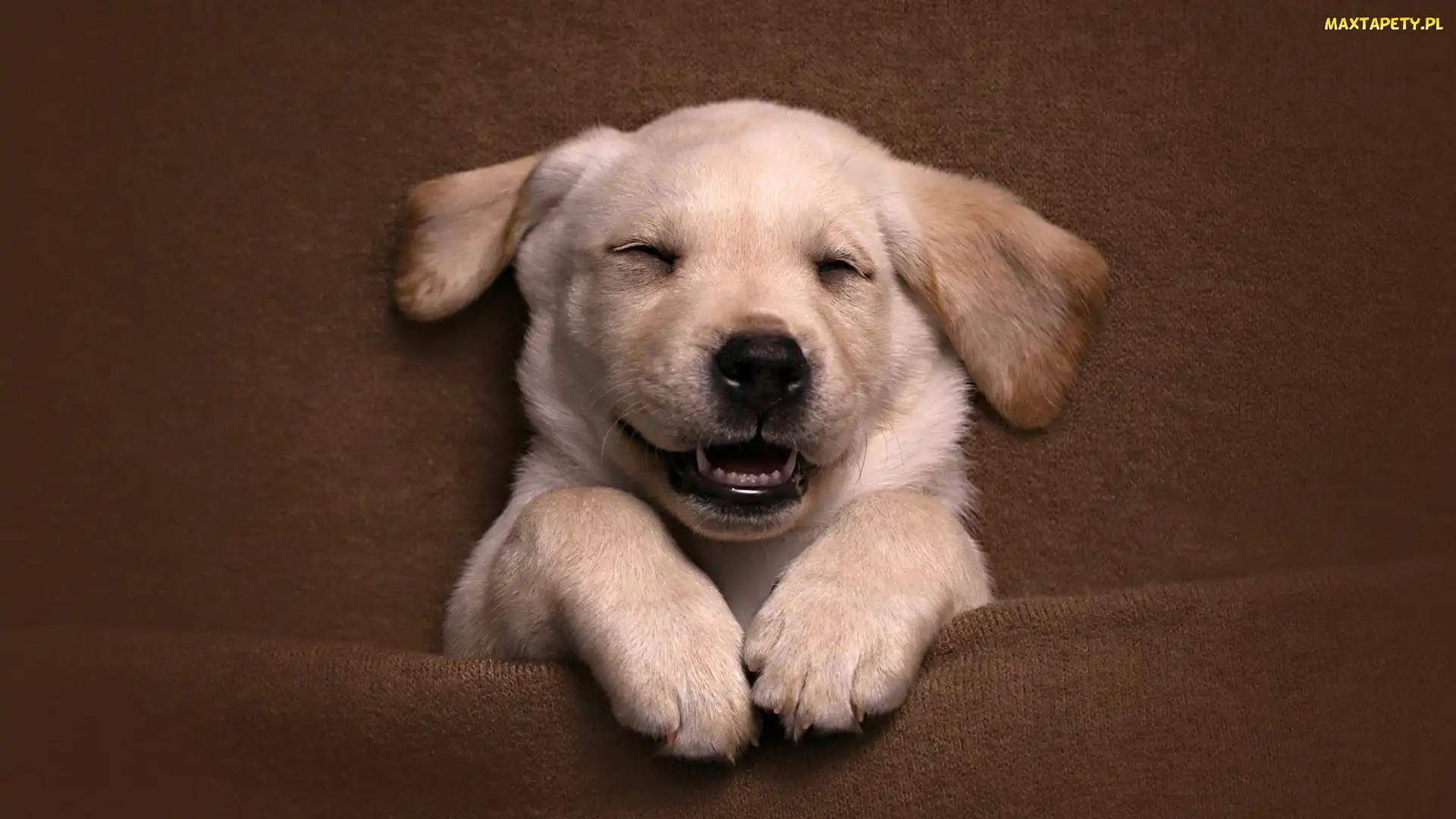 Sen, Labrador retriever, Pies, Szczeniak