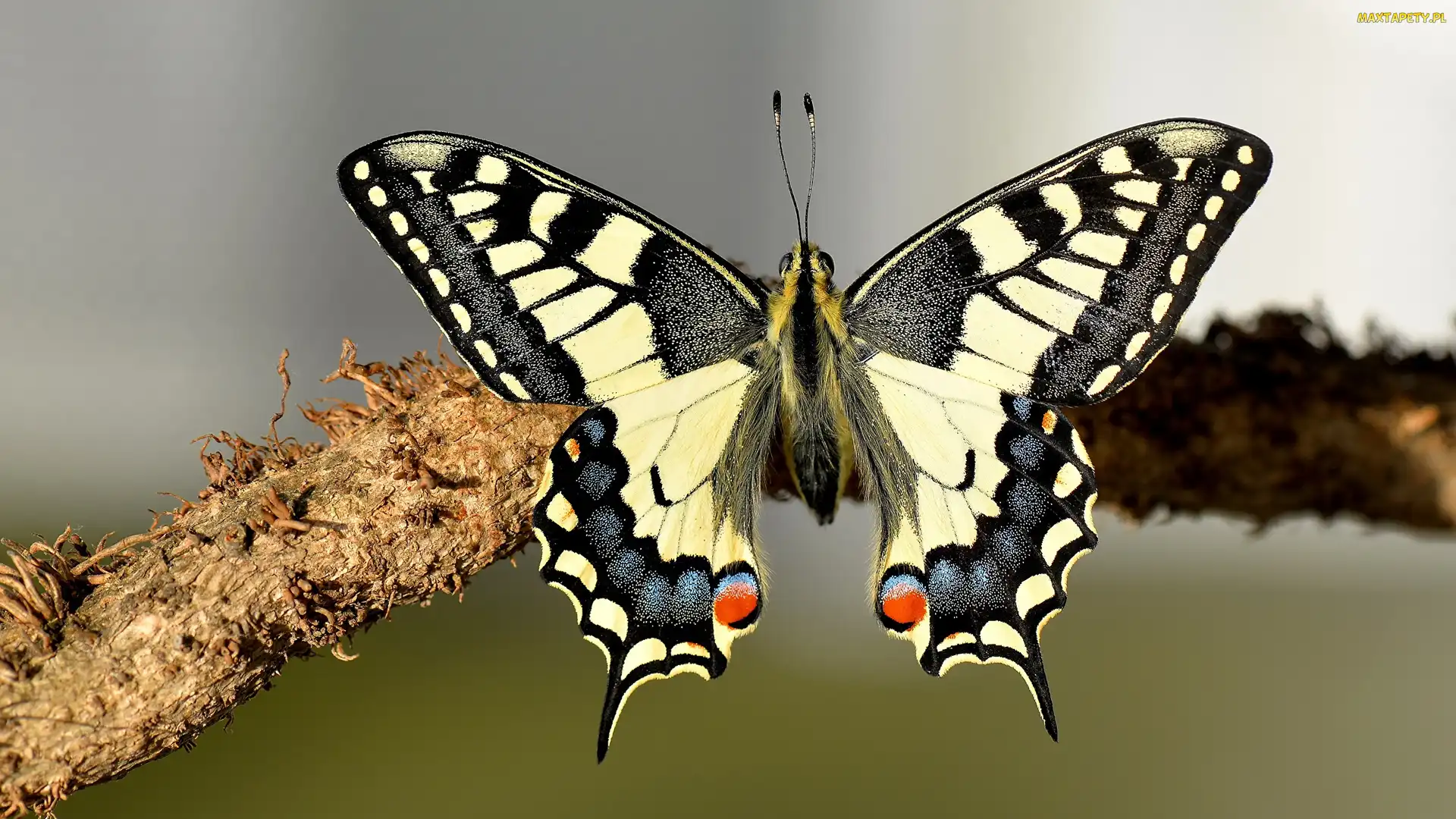 Gałąź, Paź królowej, Owad, Motyl