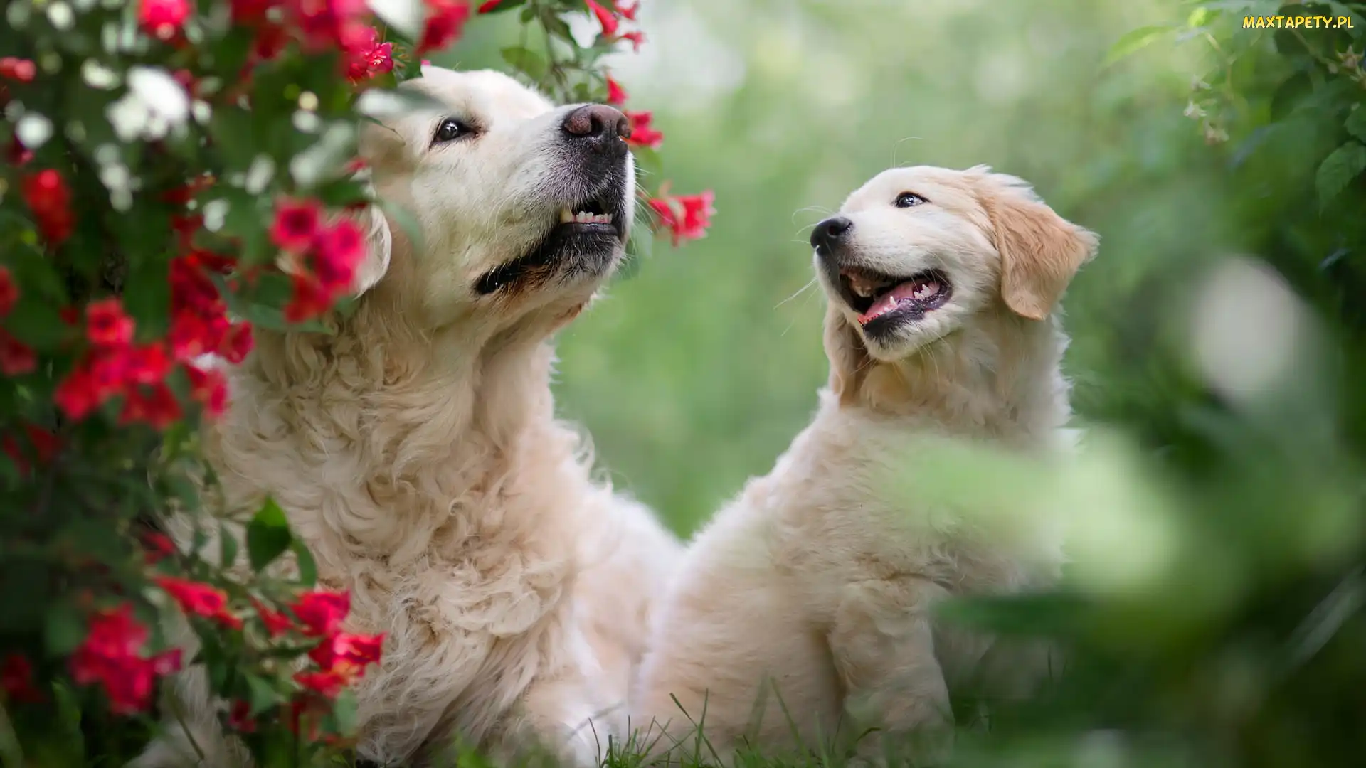 Dwa, Golden retriever, Szczeniak, Psy