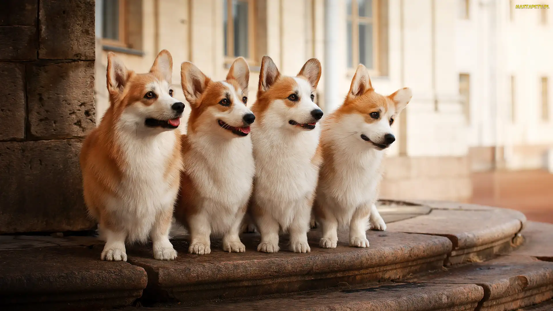 Psy, Welsh corgi pembroke, Cztery