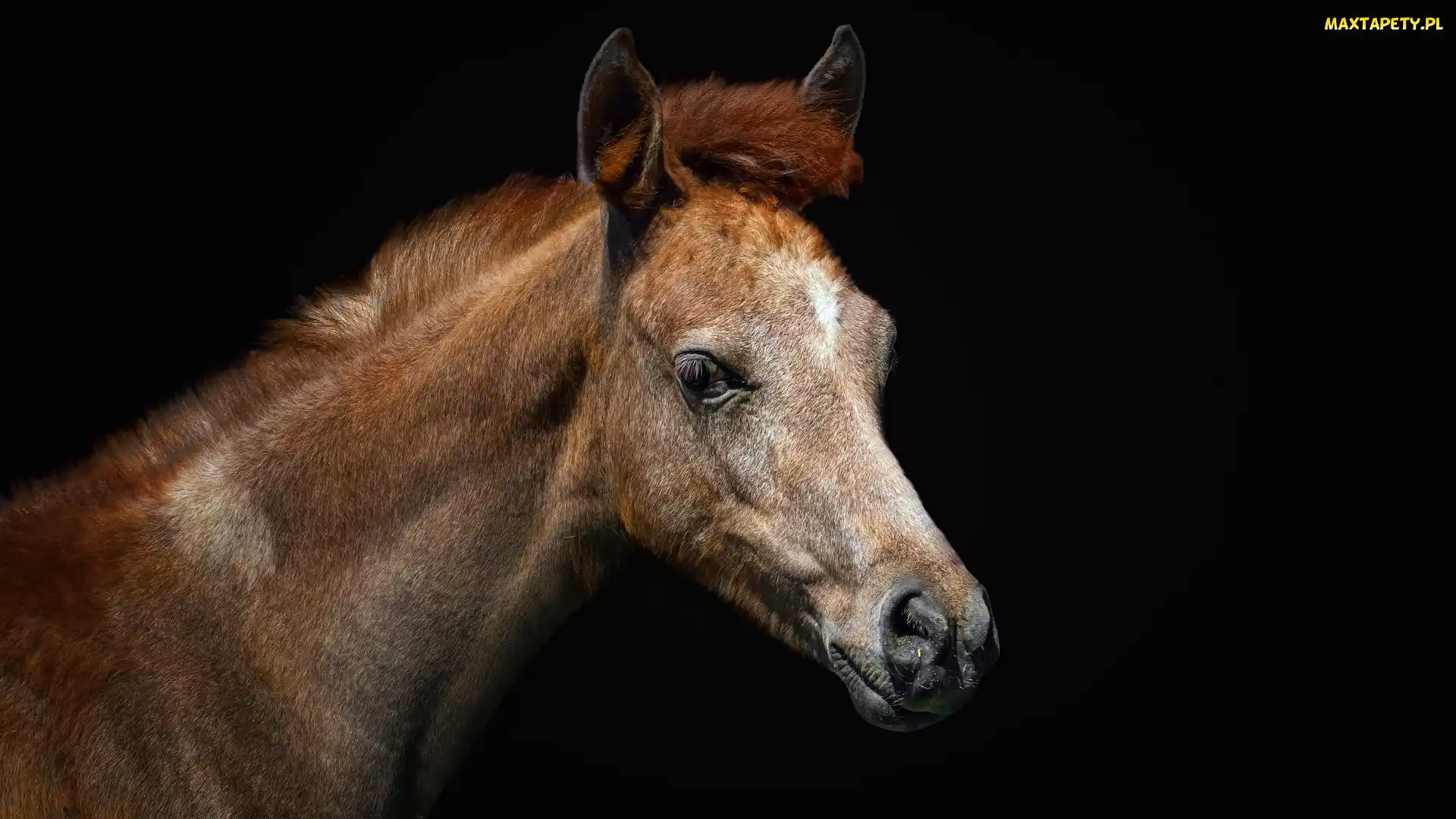 Koń, Marbach stud, Arabian horse, Hodowla, Koń czystej krwi arabskiej