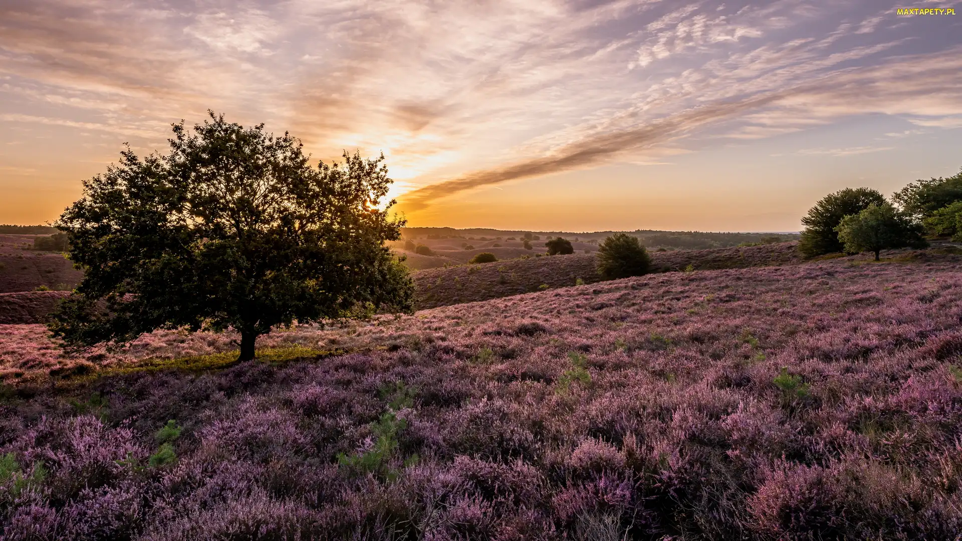 Prowincja Geldria, Wschód słońca, Wrzosowisko, Holandia, Drzewa, Park Narodowy Veluwezoom, Wrzosy