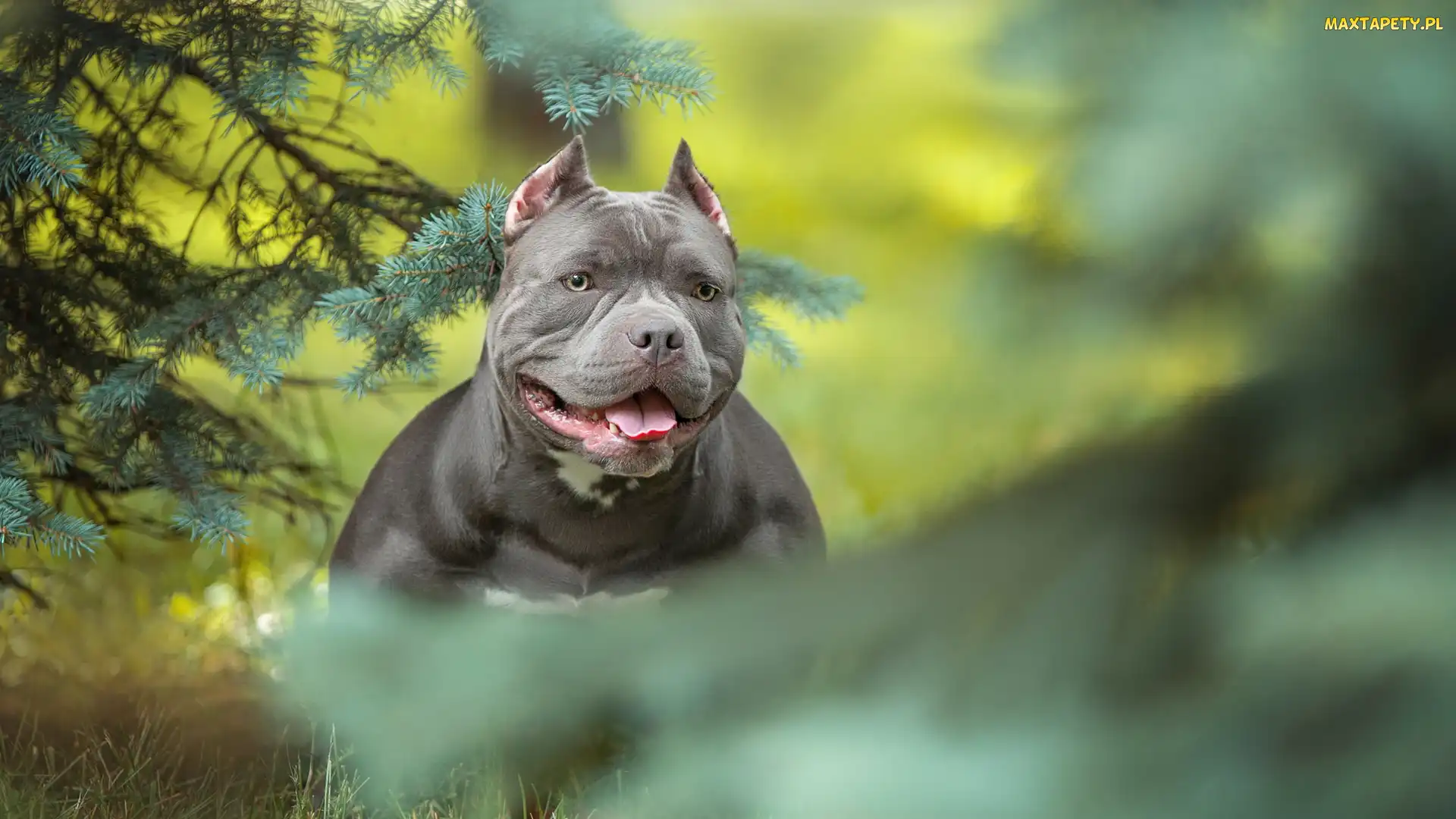 American Bully, Gałązki, Pies