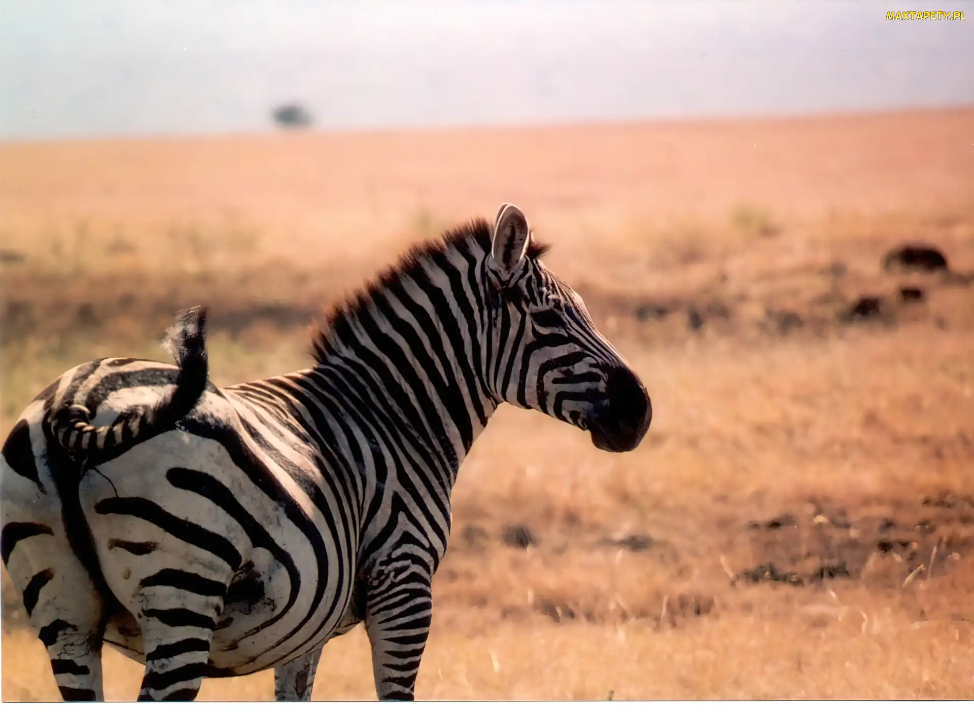 sawanna, trawy, Zebra