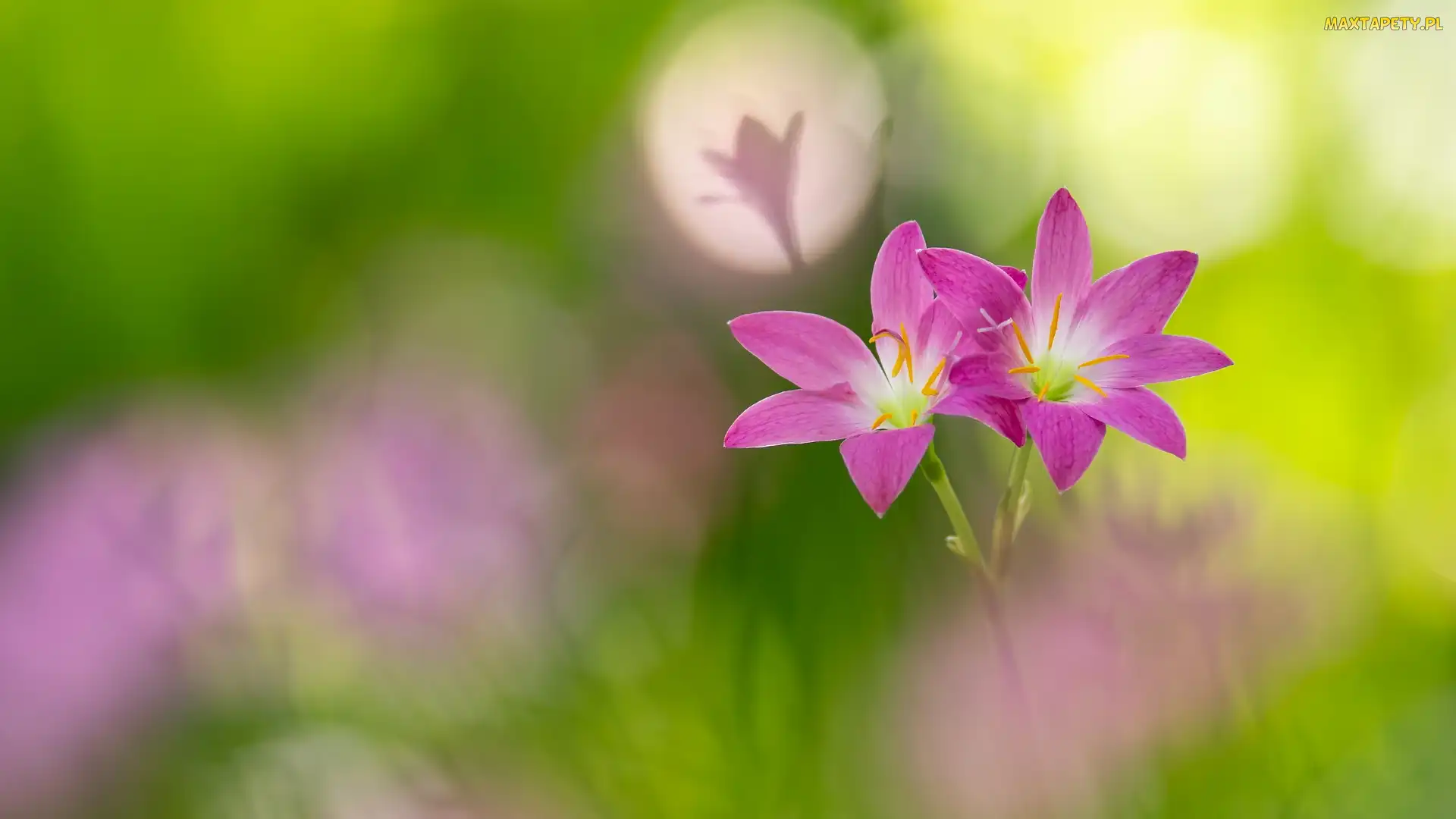 Dwa, Zephyranthes, Kwiaty, Zefiranty, Różowe