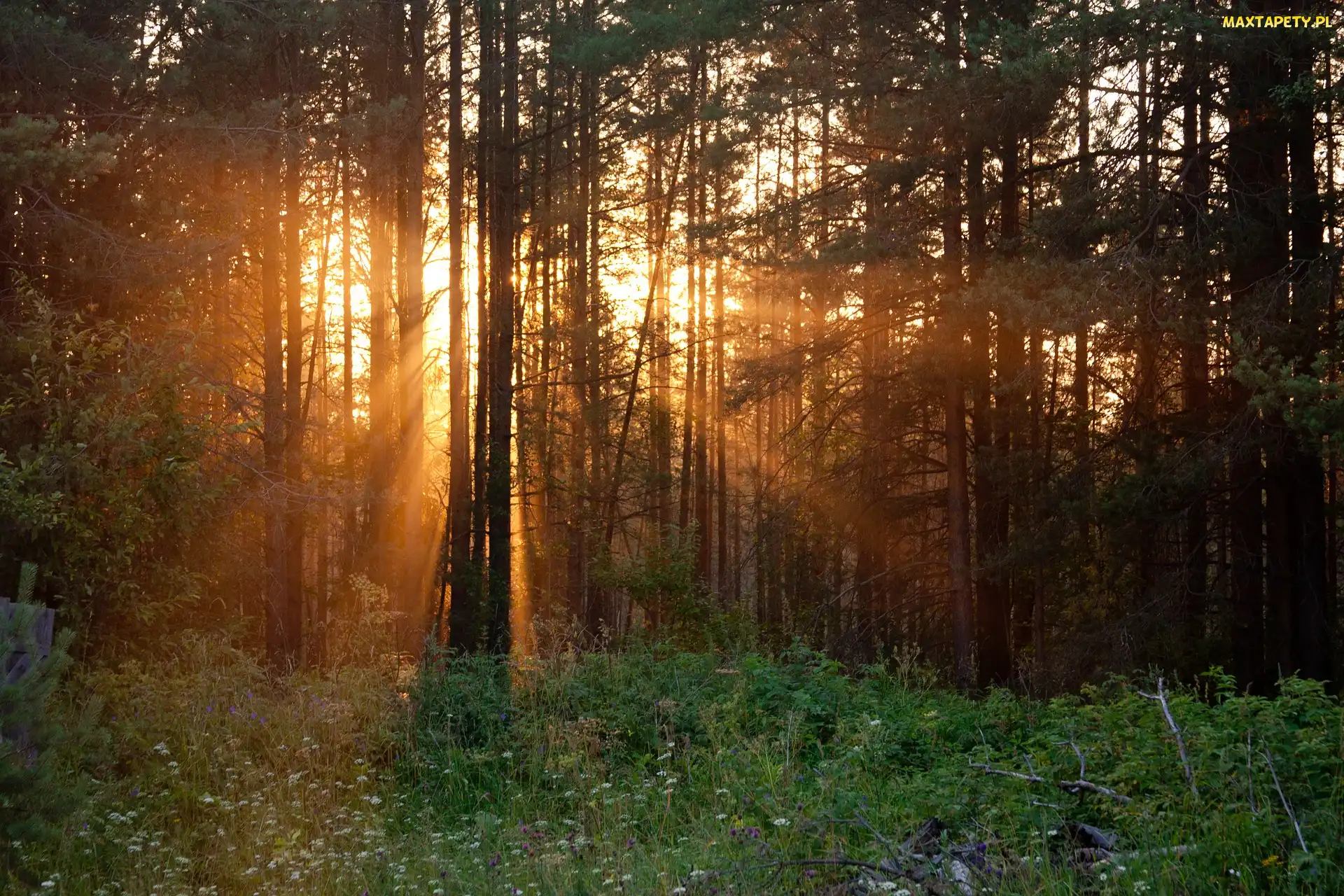 Przebijające światło, Słońce, Las, Drzewa