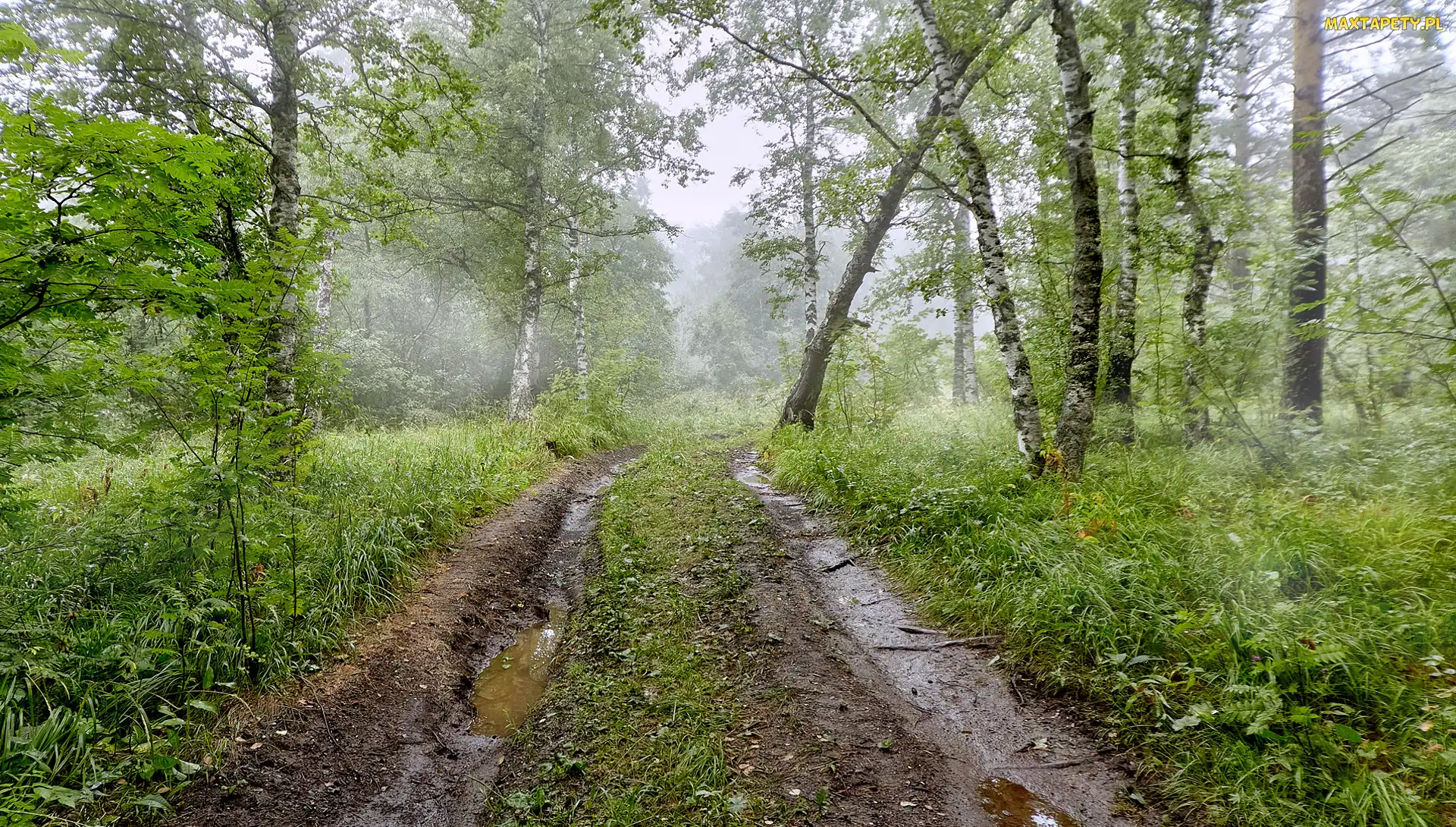 Las, Rośliny, Droga, Drzewa