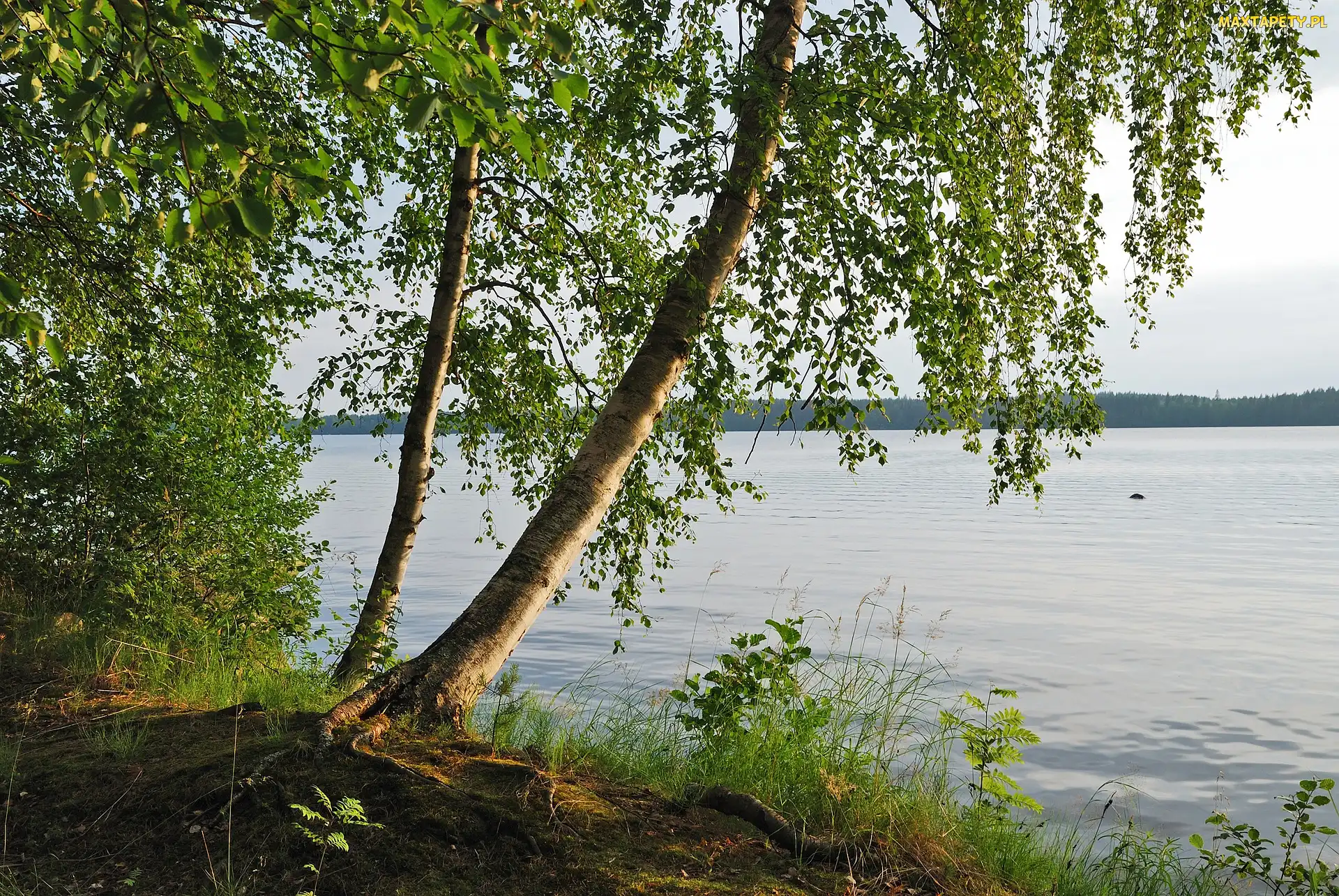 Drzewa, Brzeg, Trawa, Brzozy, Jezioro