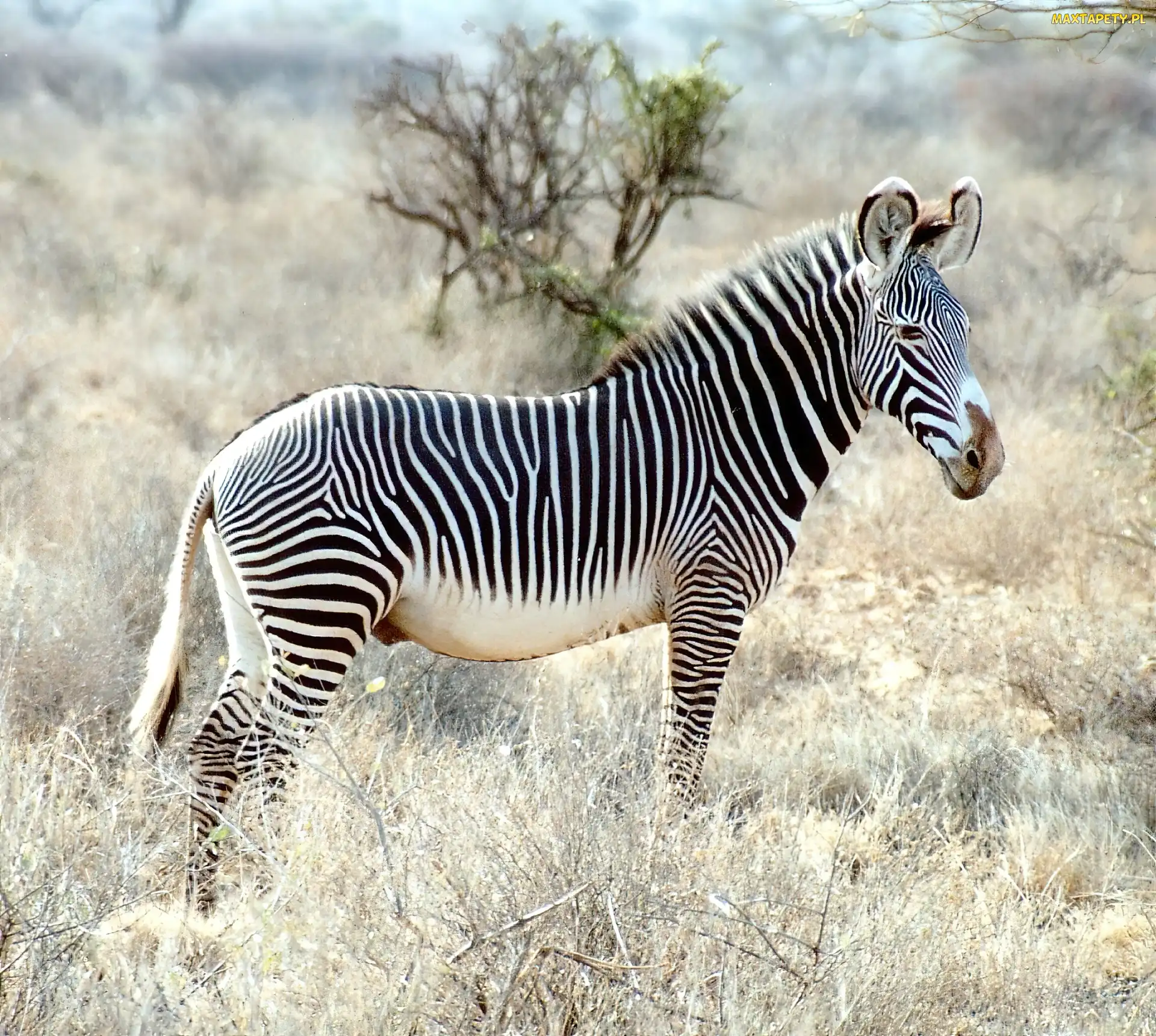 Zebra, trawy, drzewo
