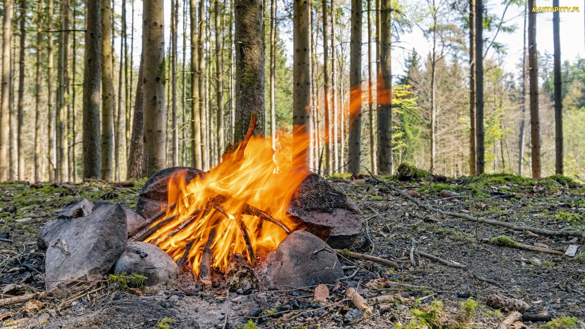 Kamienie, Płomień, Drzewa, Drewno, Ognisko, Las, Ściółka