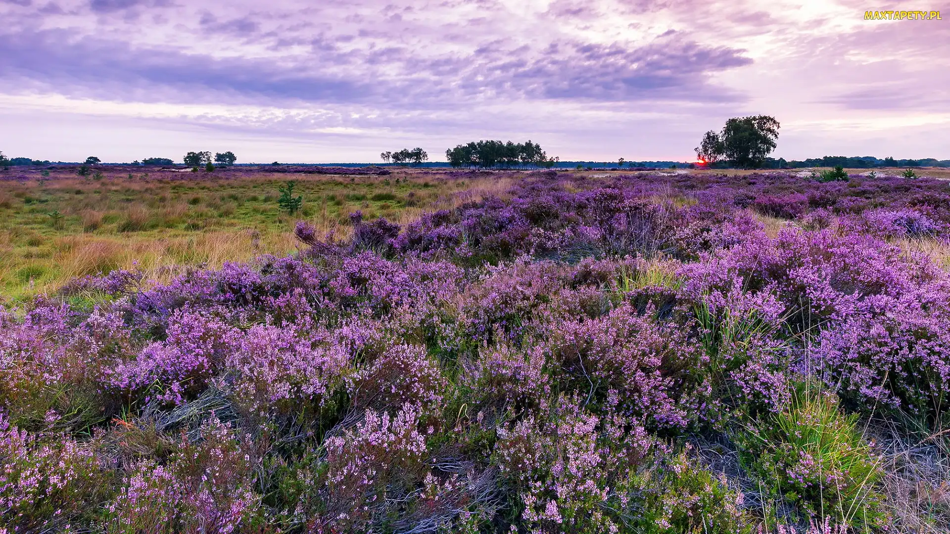 Belgia, Rezerwat, Wrzosowisko, Wrzosy, Drzewa, Kalmthout Heath