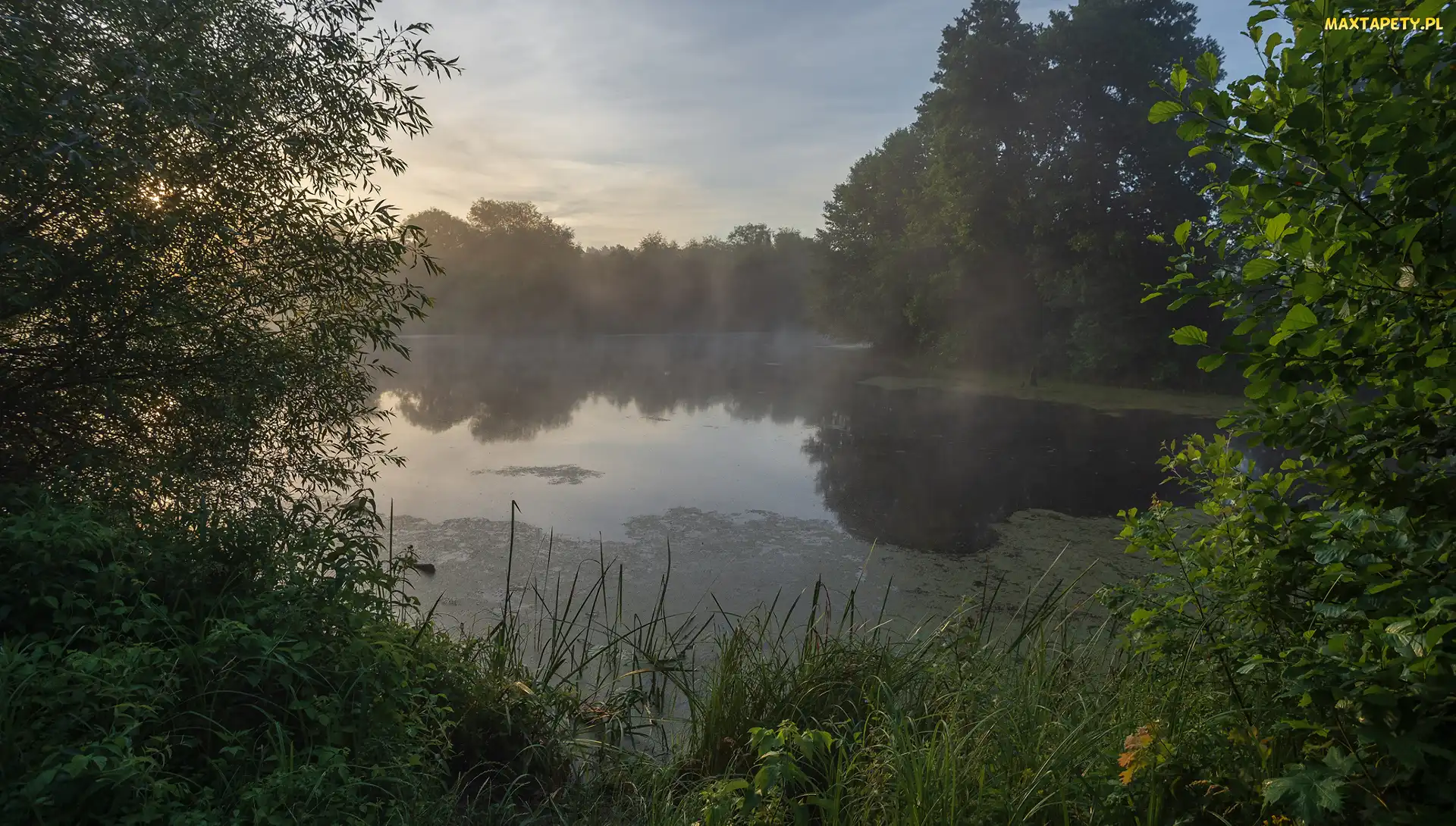 Rośliny, Drzewa, Mgła, Jezioro