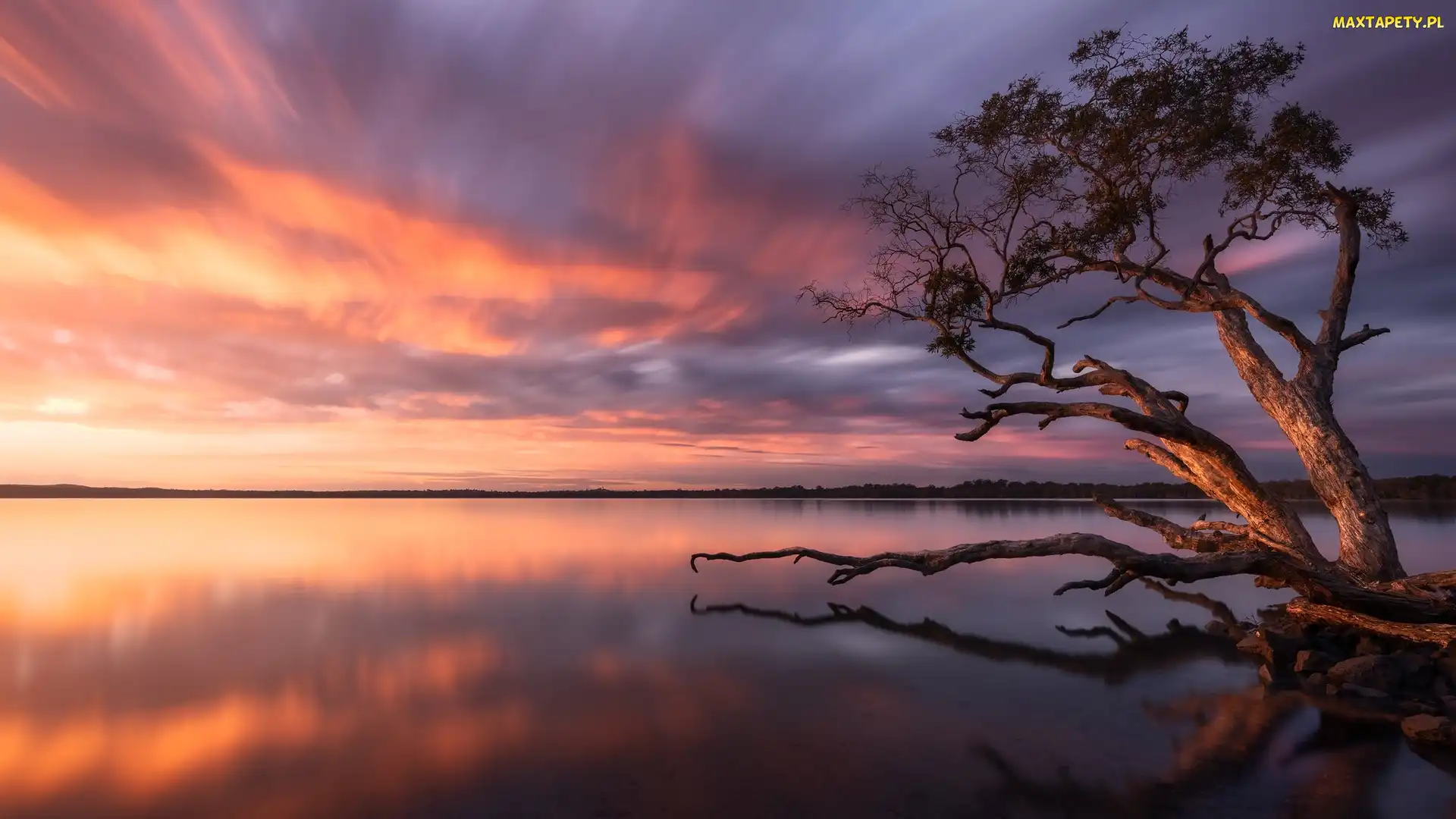 Australia, Queensland, Jezioro, Wschód słońca, Weyba Lake, Drzewo