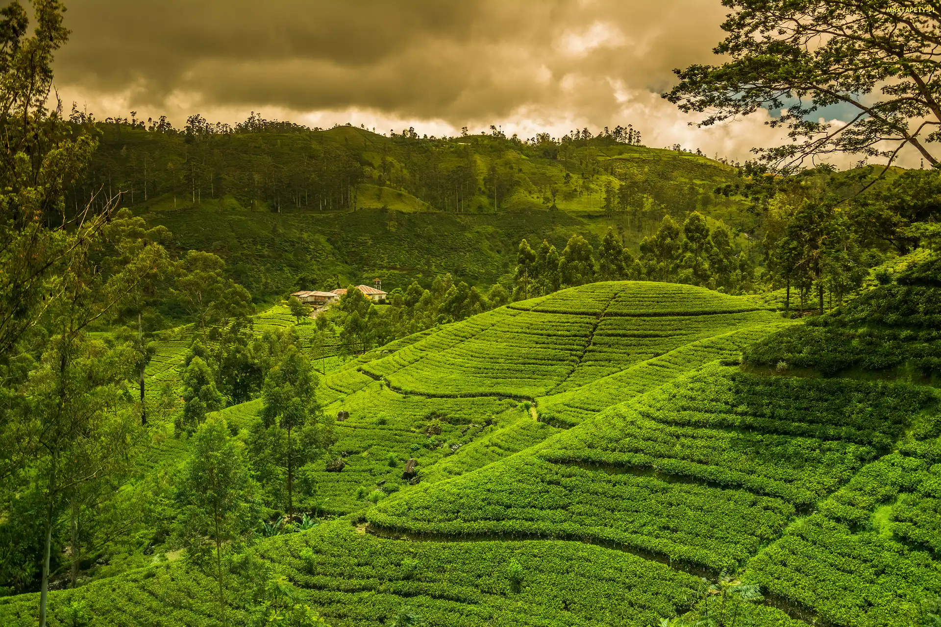 Herbaty, Sri Lanka, Nuwara Elija, Wzgórza, Plantacja
