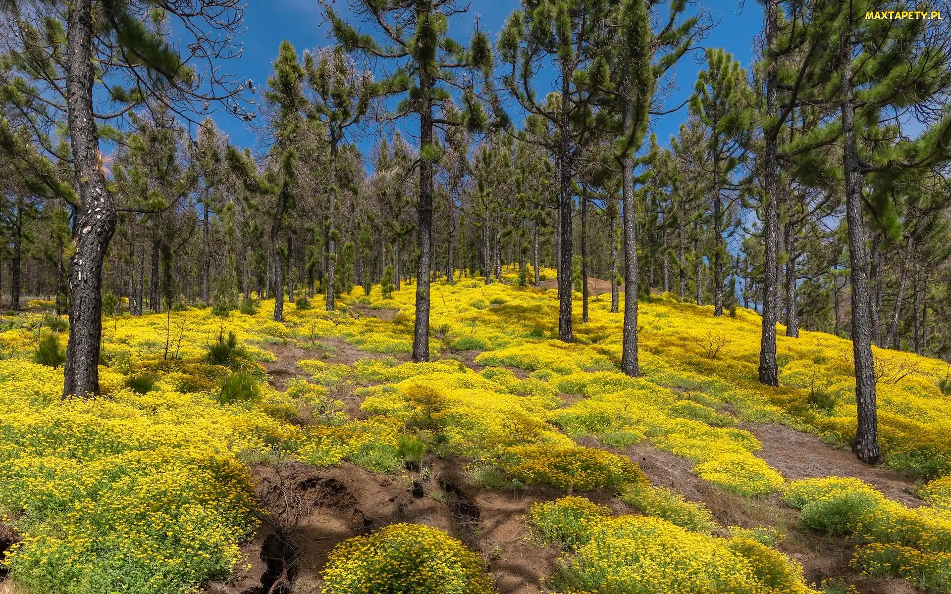 Park Przyrody Cumbre Vieja, Wyspy Kanaryjskie, Lucerna nerkowata, Hiszpania, Wyspa La Palma, Kwiaty, Las, Sosny, Żółte