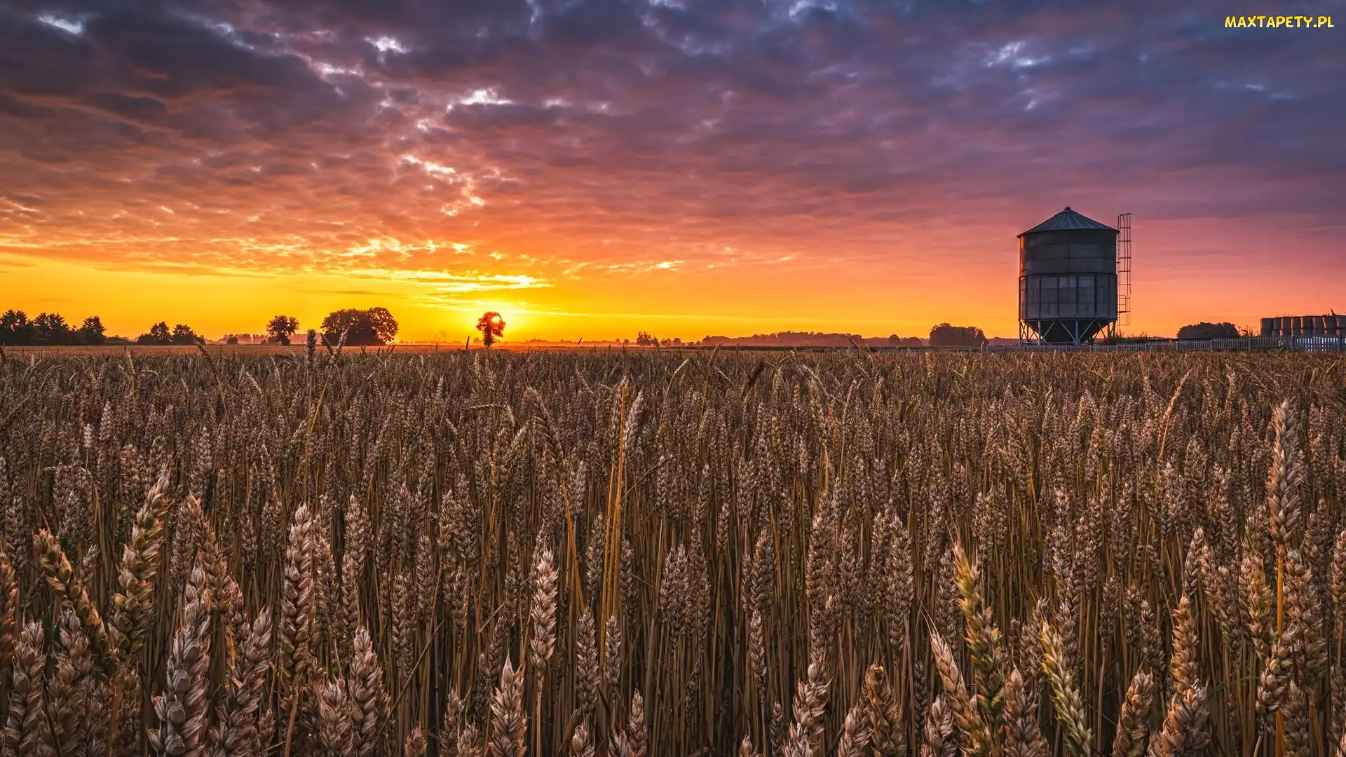Silos, Chmury, Zboże, Pole, Drzewa, Zachód słońca