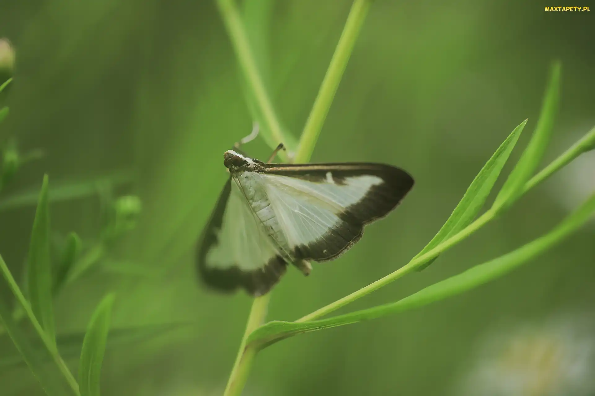 Ćma bukszpanowa, Motyl