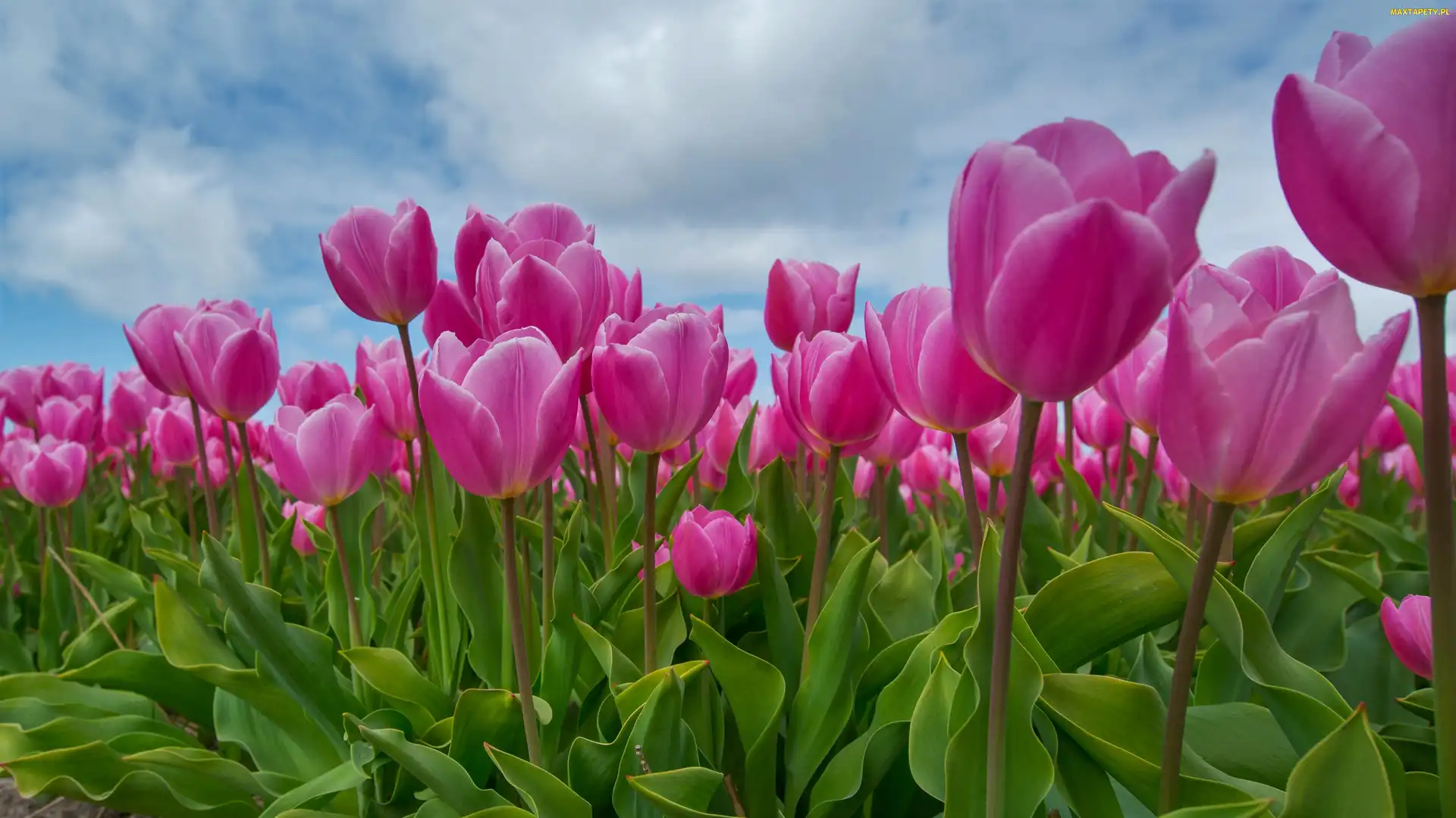 Kwiaty, Tulipany, Zbliżenie