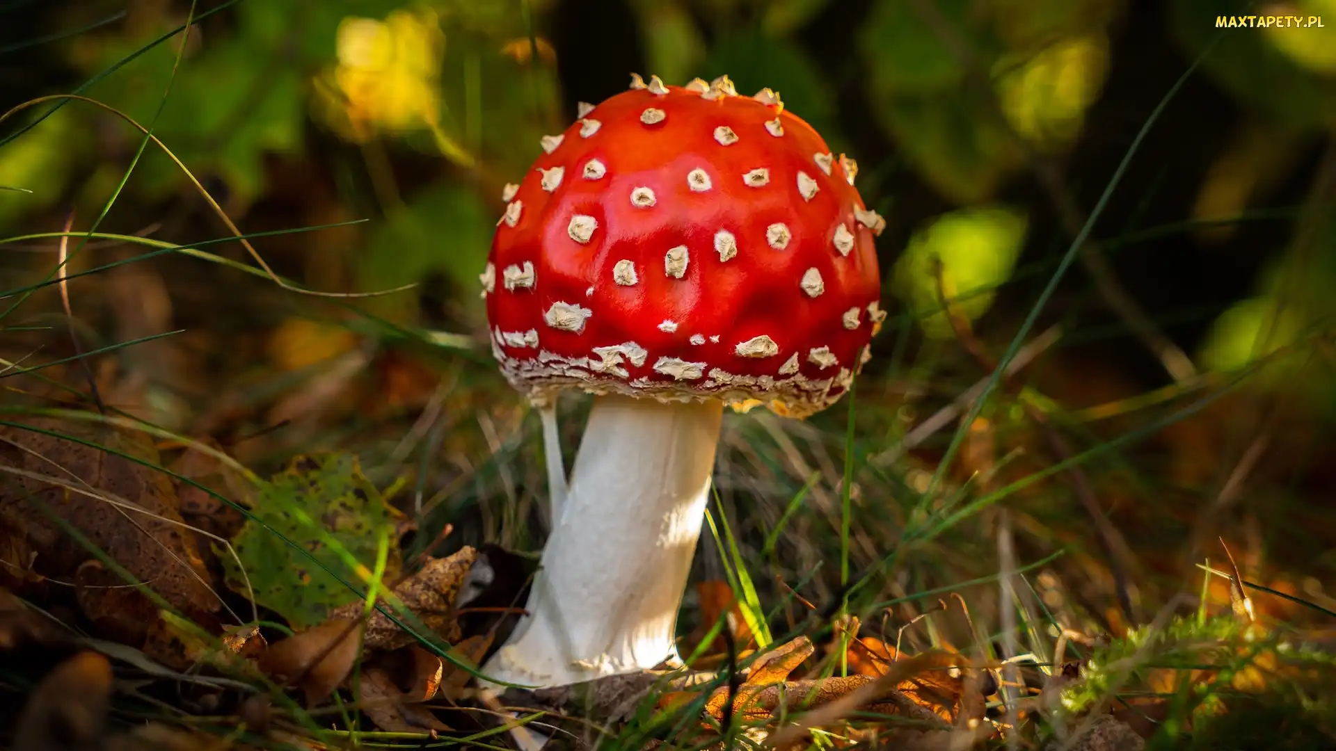 Grzyb, Zbliżenie, Trawa, Muchomor