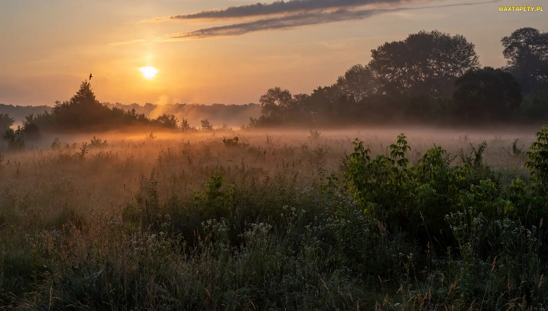 Łąka, Trawa, Mgła, Drzewa, Wschód słońca, Rośliny