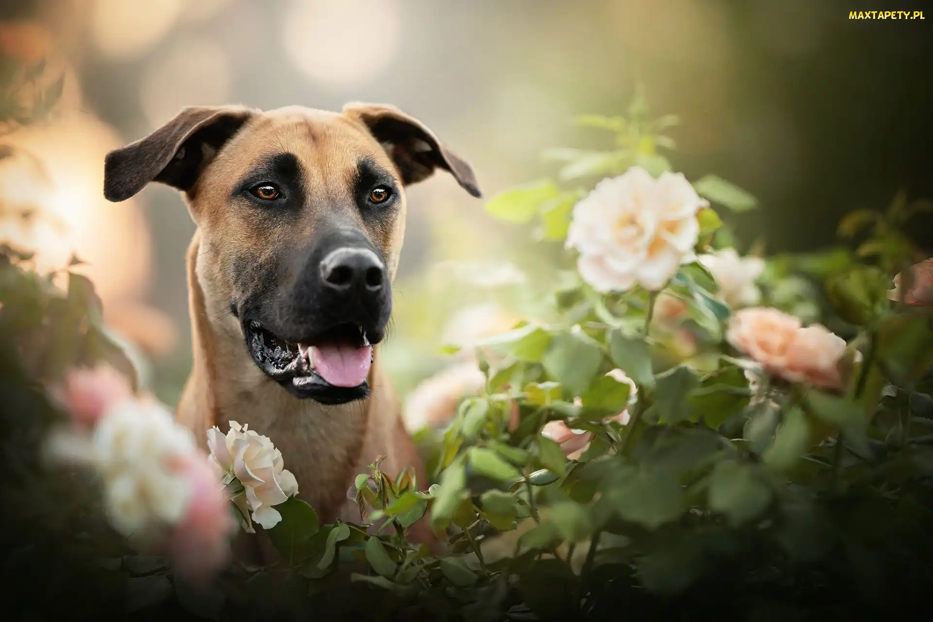 Rozmycie, Kwiaty, Pies, Blackmouth Cur