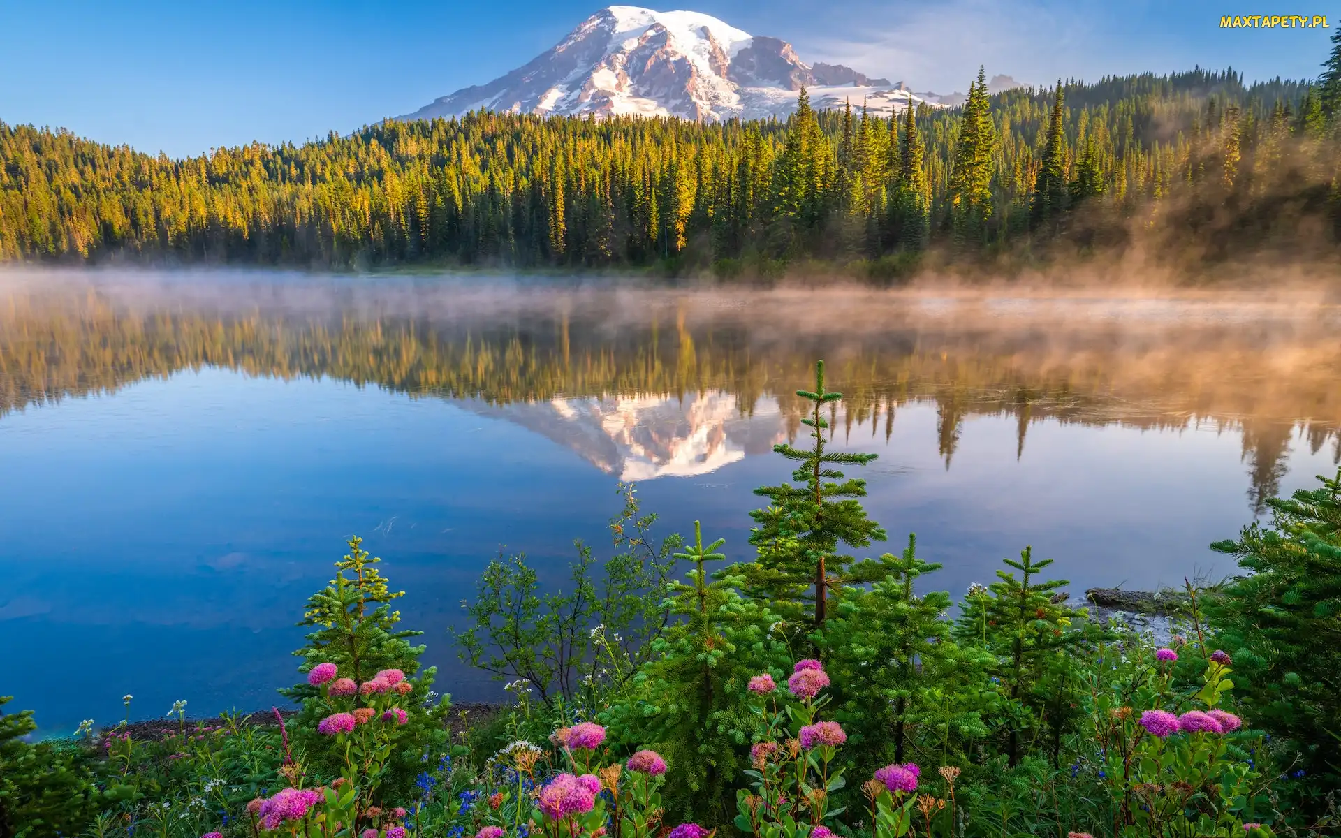 Stany Zjednoczone, Jezioro, Mgła, Stratowulkan Mount Rainier, Góry, Drzewa, Park Narodowy Mount Rainier, Kwiaty, Stan Waszyngton, Reflection Lake, Odbicie, Świerki