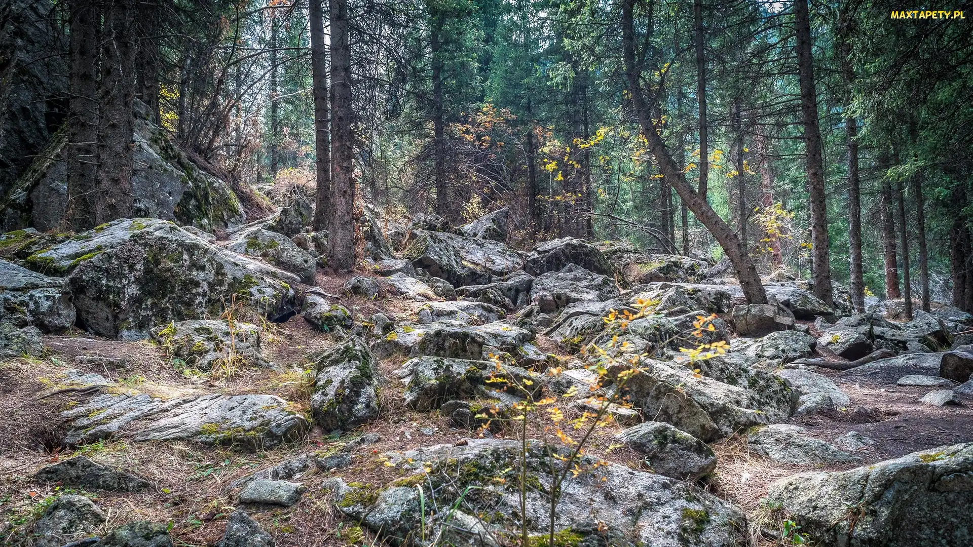 Kamienie, Głazy, Las