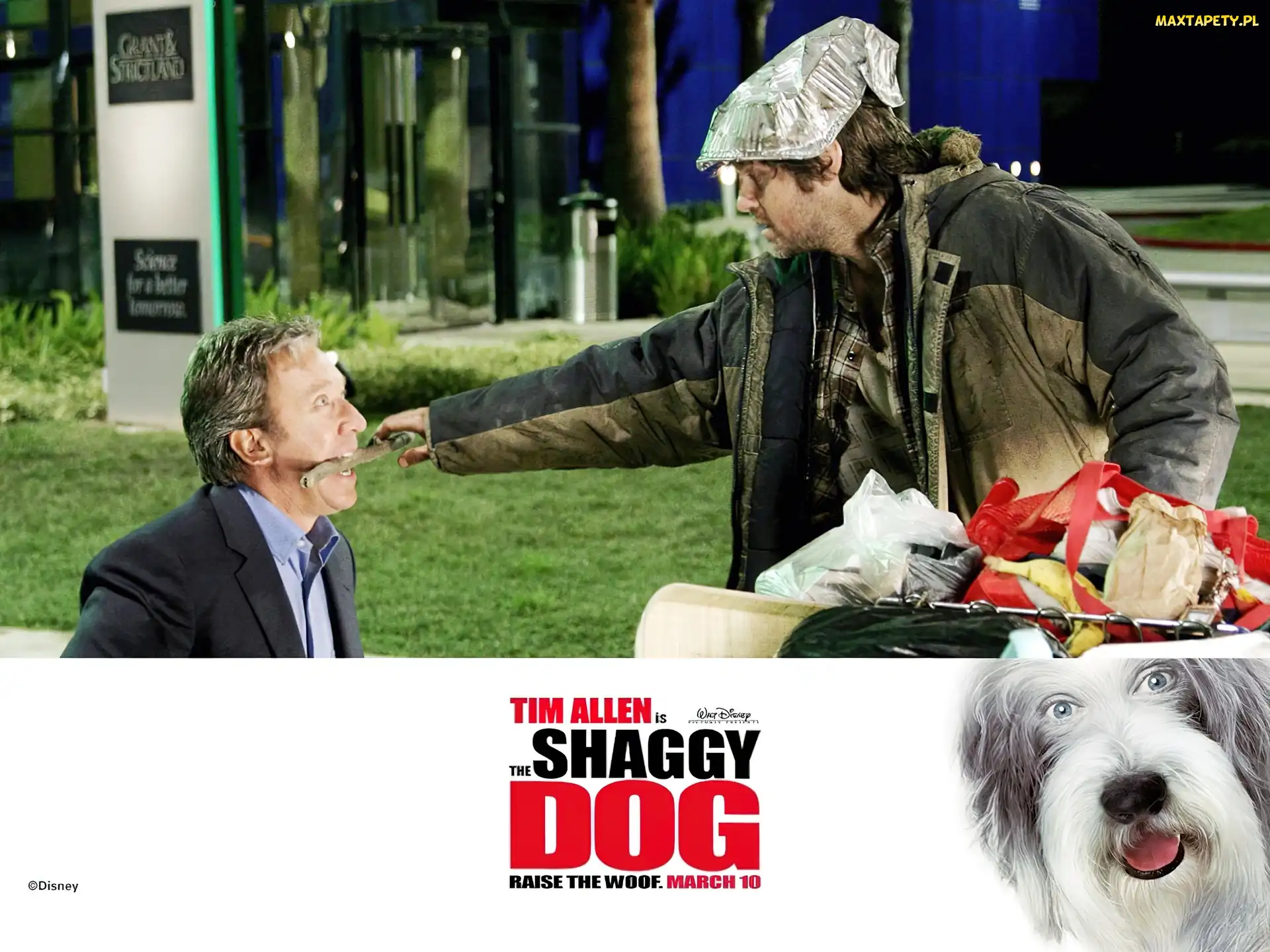 Tim Allen, pies, kij, bezdomny, The Shaggy Dog