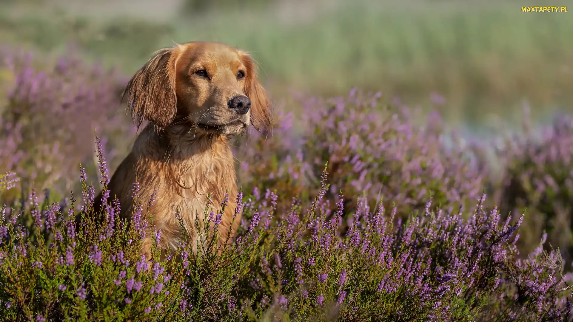 Pies, Wrzosy, Working cocker spaniel