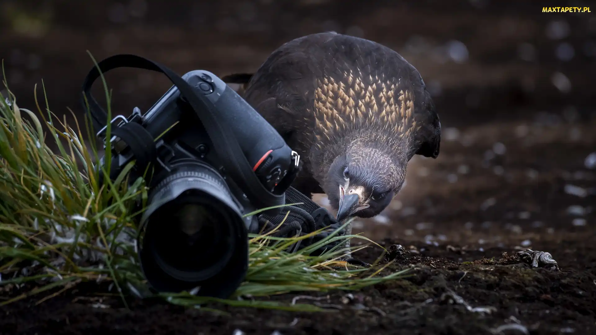 Ptak, Aparat fotograficzny, Karakara falklandzka