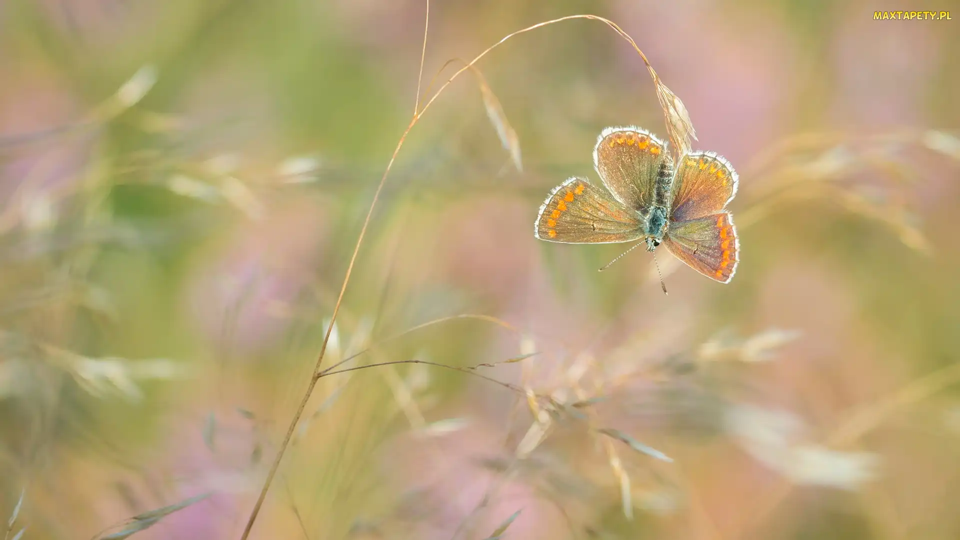 Motyl, Modraszek agestis, Roślina