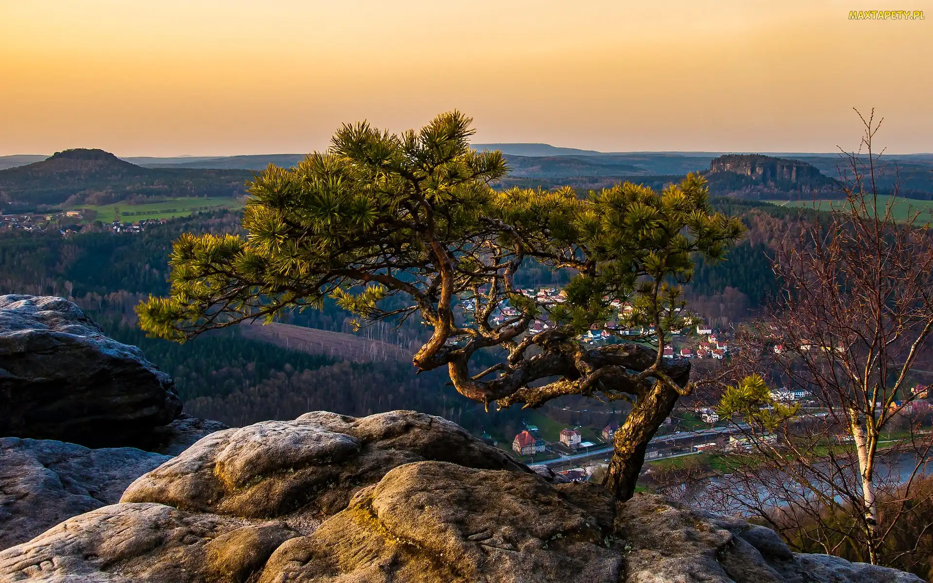Niemcy, Sosna, Wschód słońca, Skała, Drzewo, Góra Lilienstein, Saksonia, Park Narodowy Saskiej Szwajcarii, Góry Połabskie