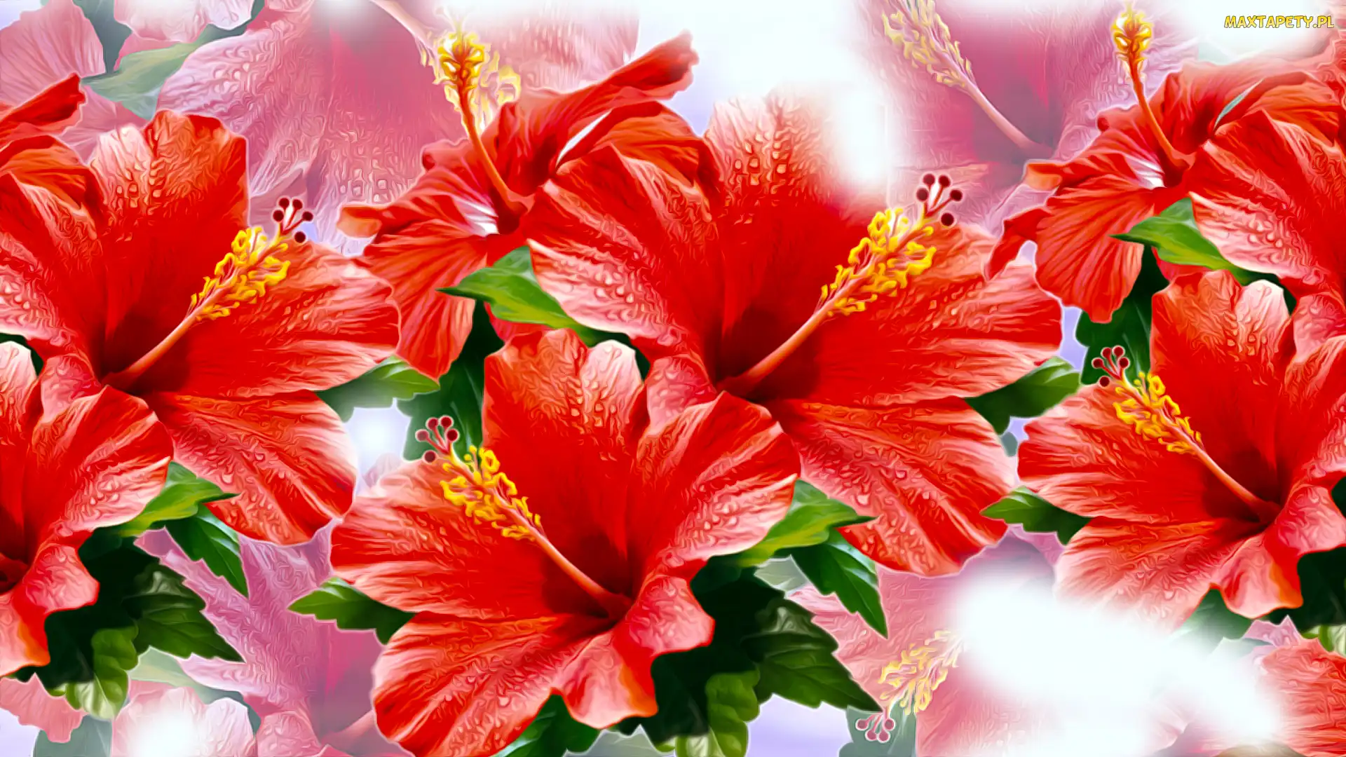 Grafika, Hibiskusy, Kwiaty, Czerwone