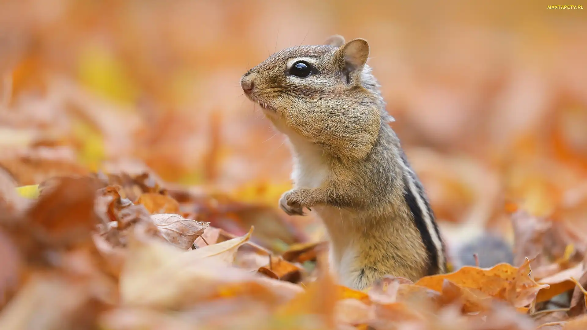 Liście, Jesienne, Gryzoń, Chipmunk