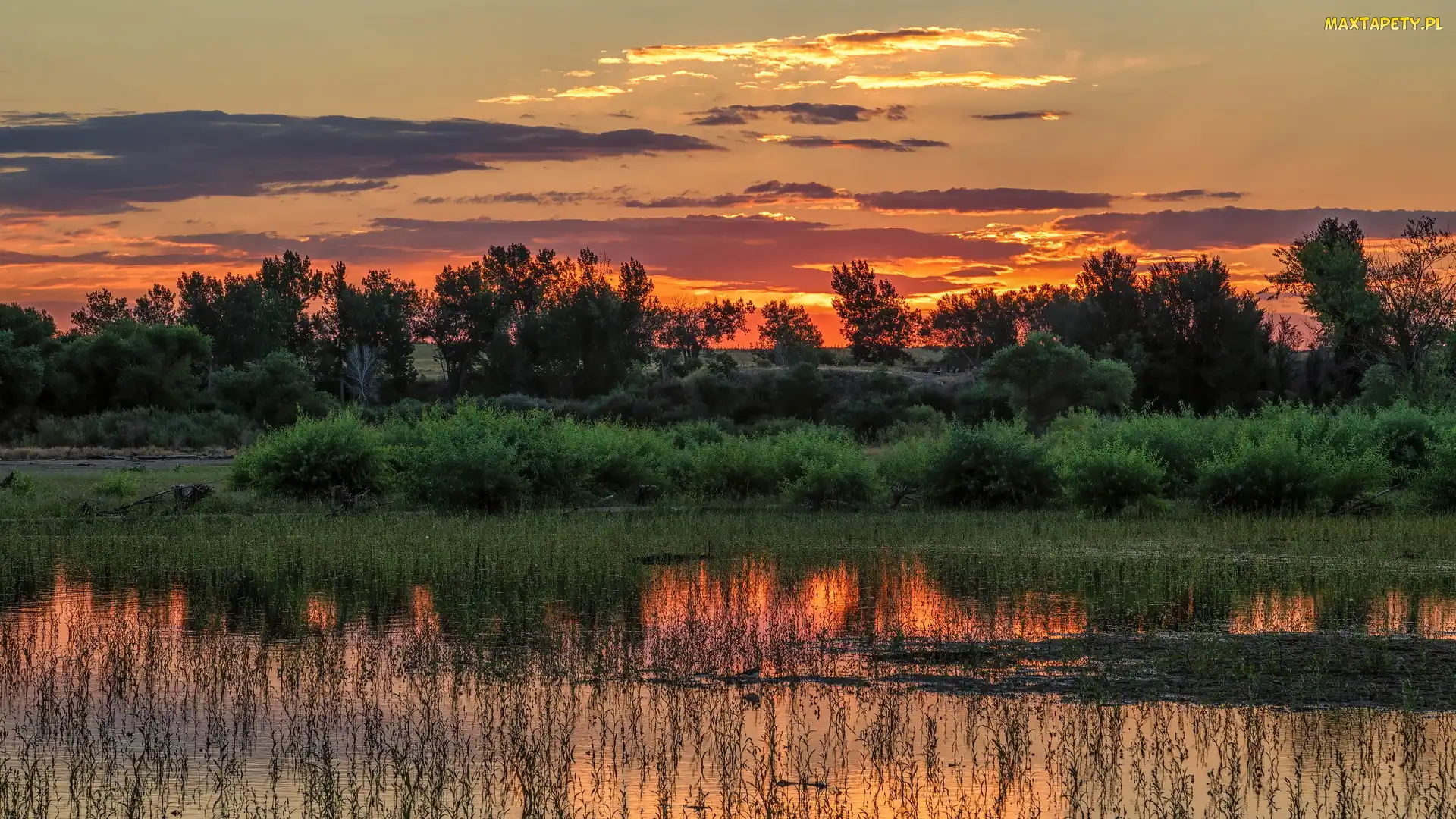 Kolorado, Drzewa, Jezioro, Stany Zjednoczone, Trawy, Wschód słońca, Lake Chatfield