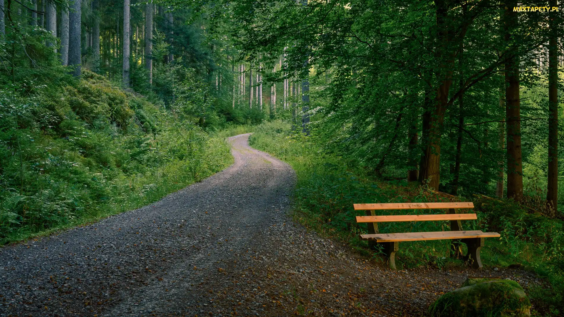 Droga, Ławka, Las