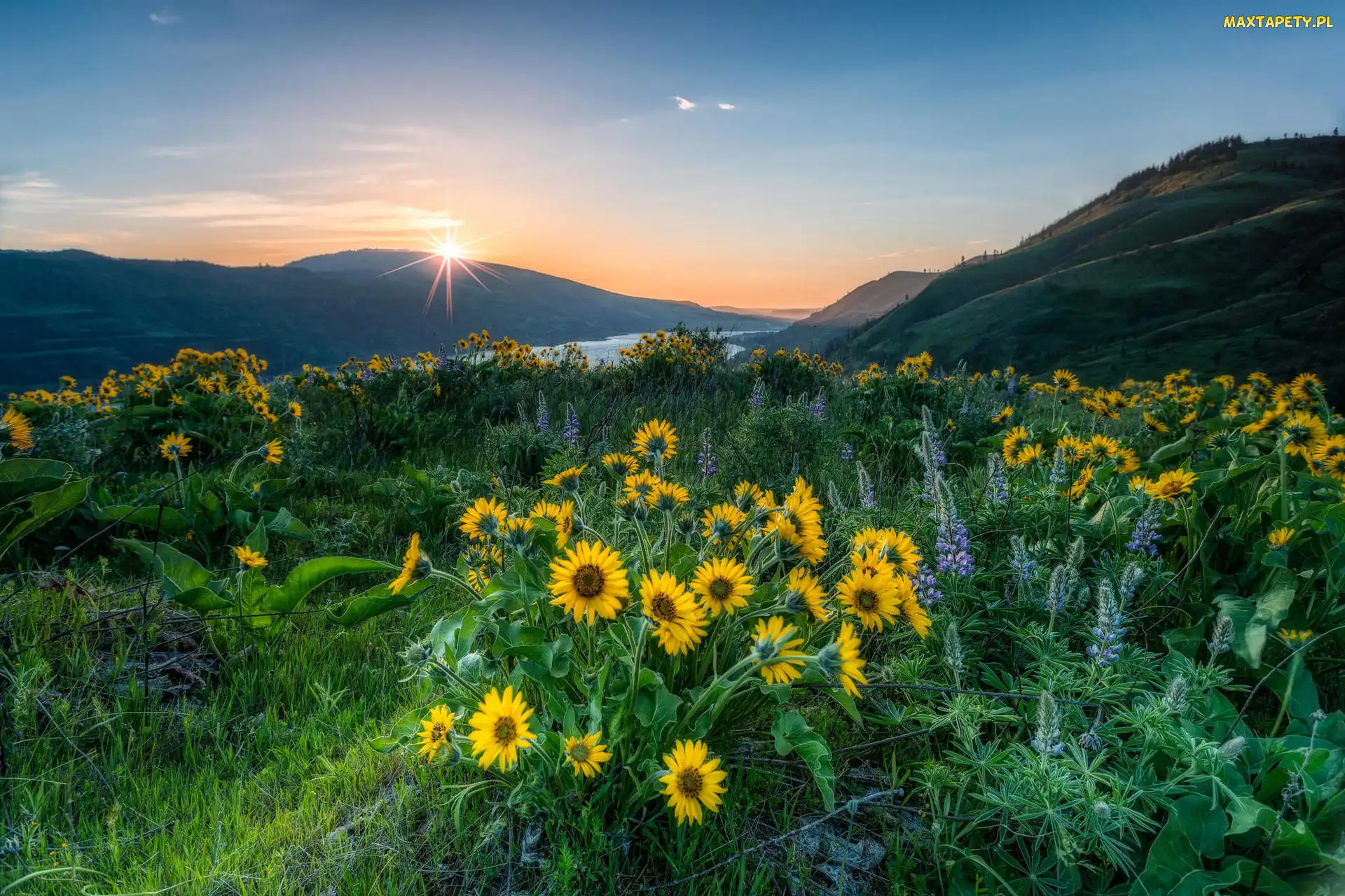 Łubin, Promienie słońca, Rezerwat przyrody Columbia River Gorge, Kwiaty, Łąka, Stany Zjednoczone, Góry Kaskadowe, Stan Waszyngton, Balsamorhiza, Rzeka Kolumbia, Żółte