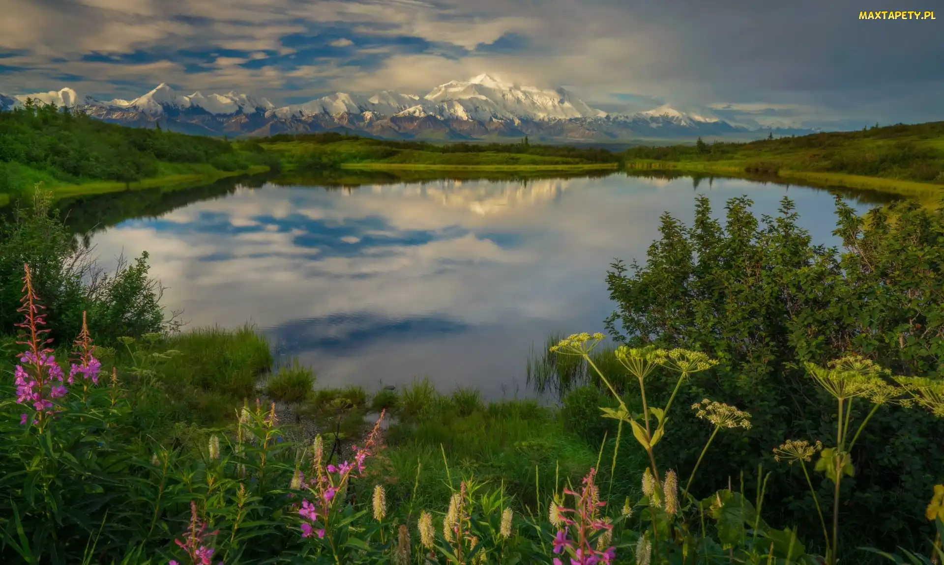 Stany Zjednoczone, Kordyliery, Góry, Alaska, Reflection Pond, Staw, Krzewy, Rośliny, Góry, Park Narodowy Denali