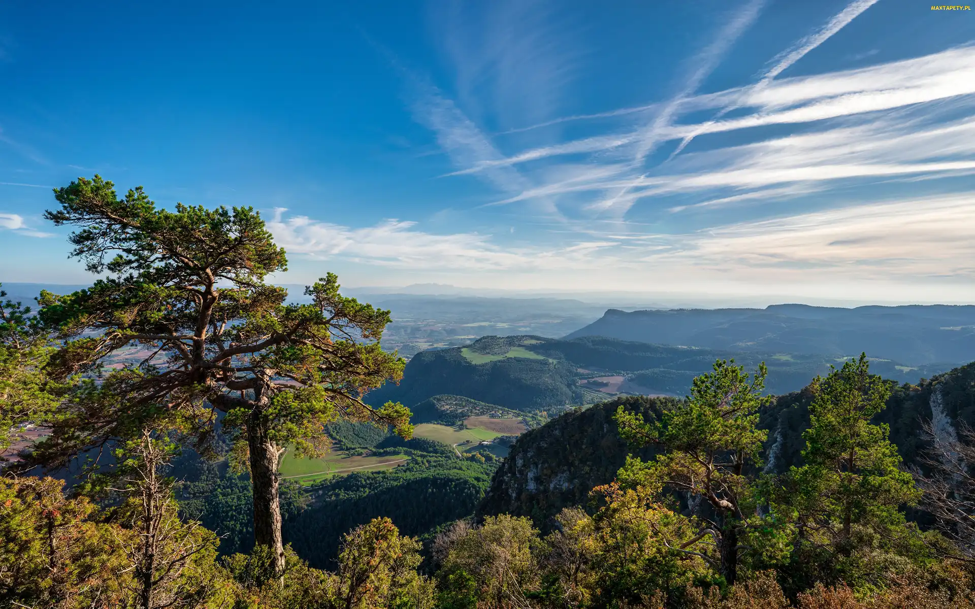 Lasy, Serra de Queralt Drzewa, Katalonia, Hiszpania, Gmina Castellar del Riu, Góry