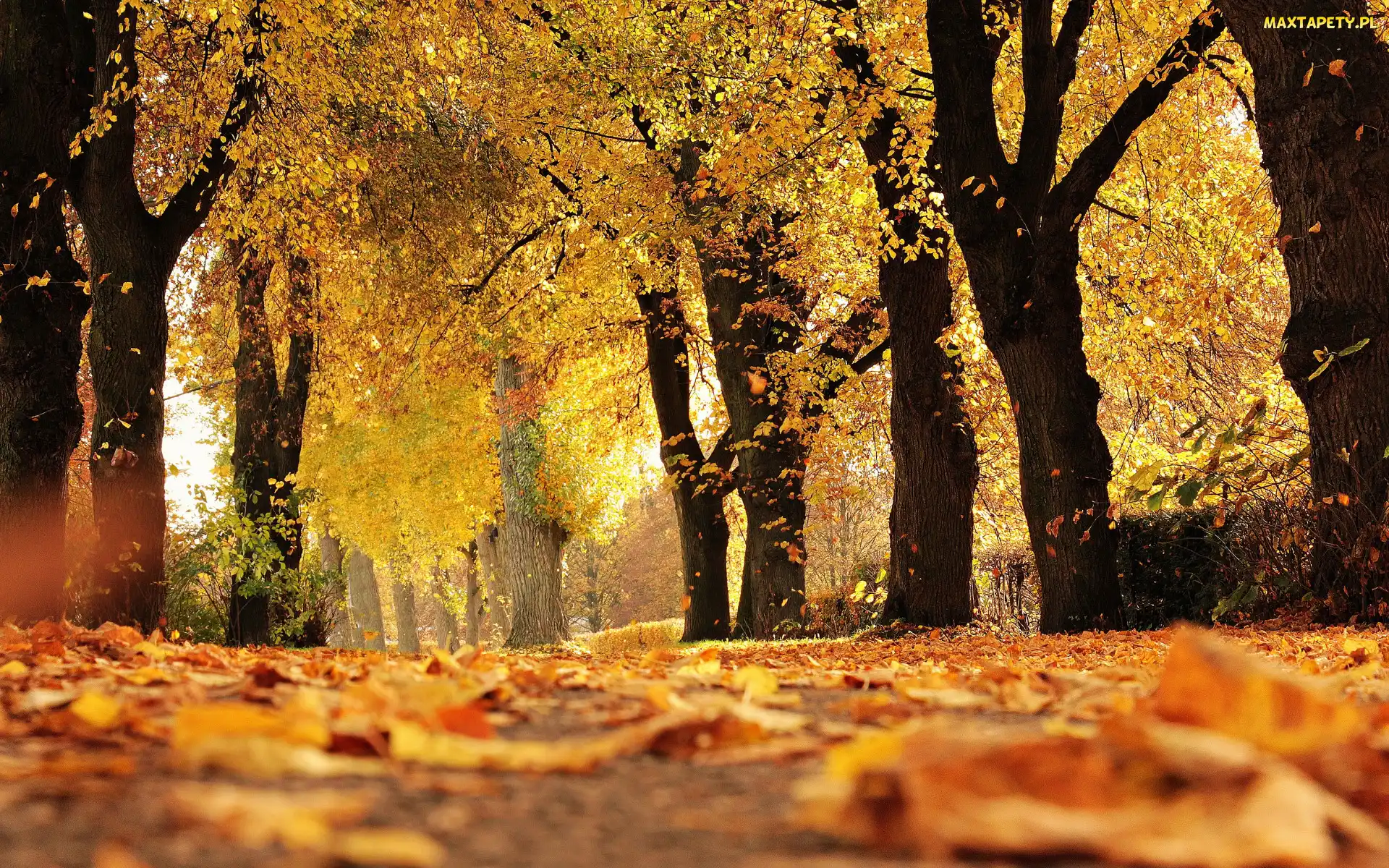 Liście, Pożółkłe, Drzewa, Jesień, Park, Alejka